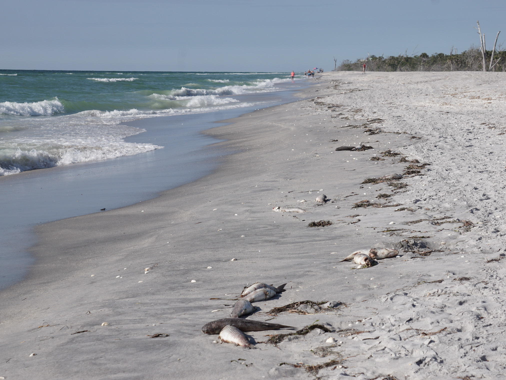 After 16 Months Of Dead Fish, Manatees And Dolphins, Florida's Red Tide