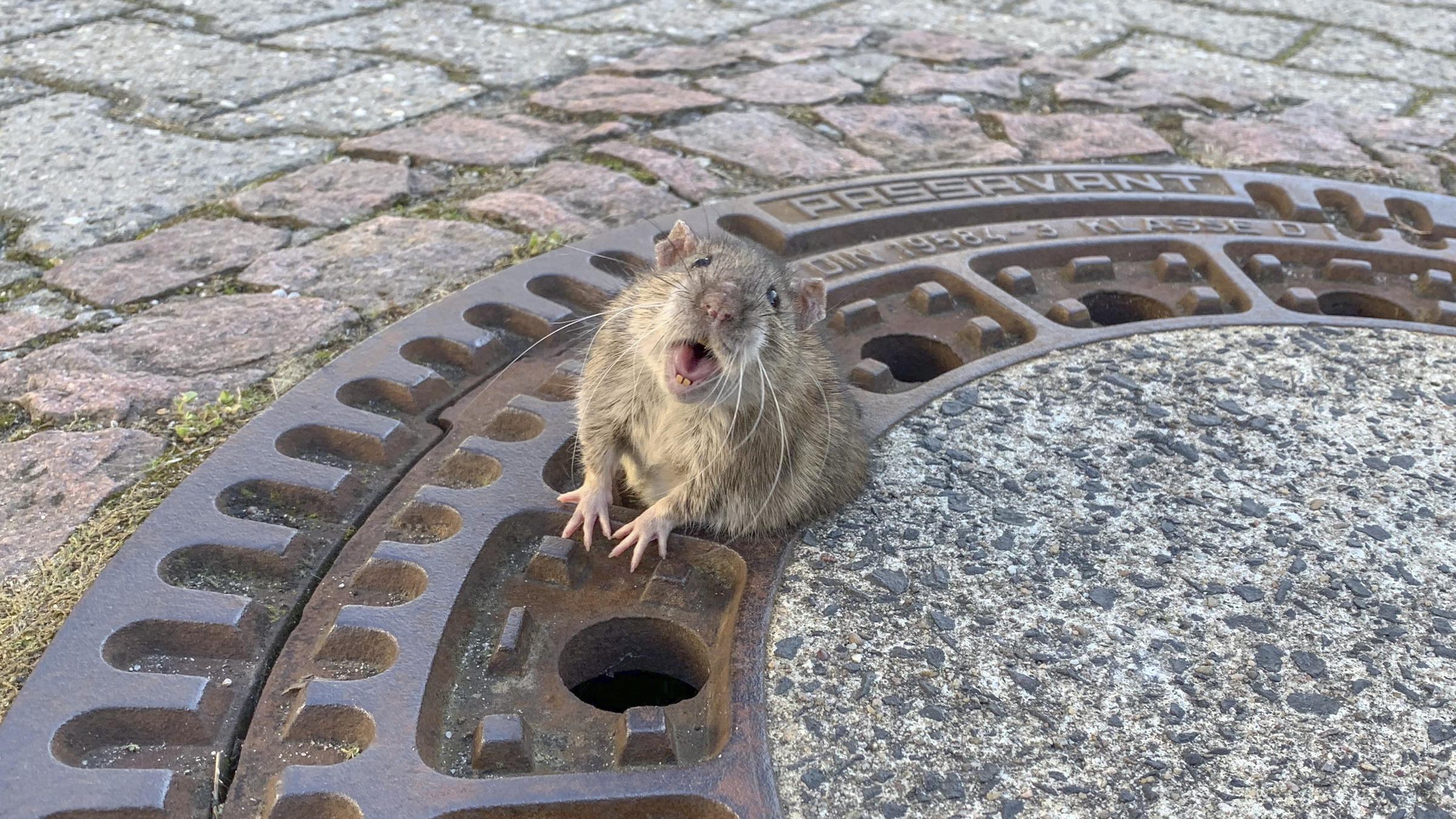 german firefighters work to free rotund rat stuck