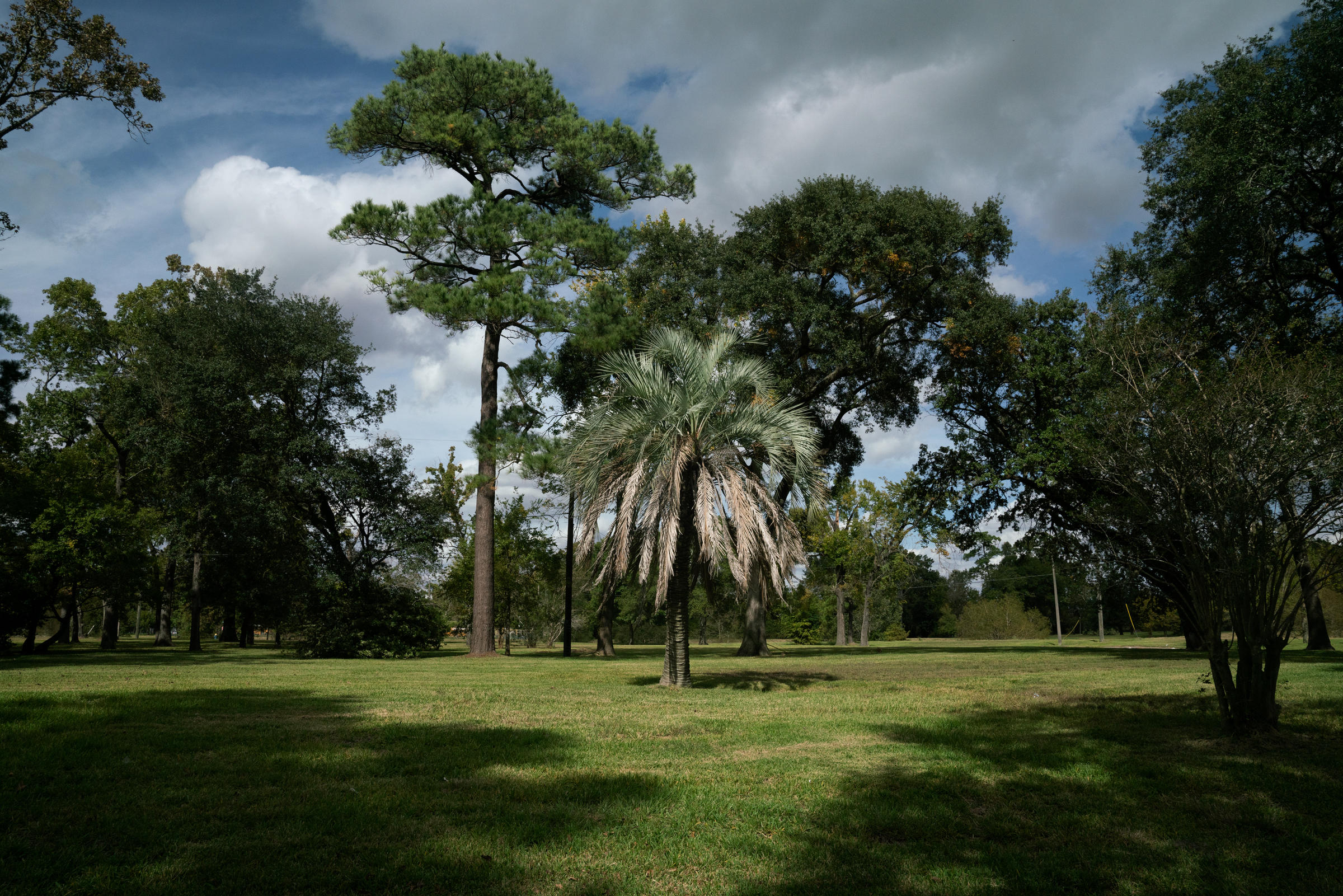 an ornamental palm tree stands in an empty field where there