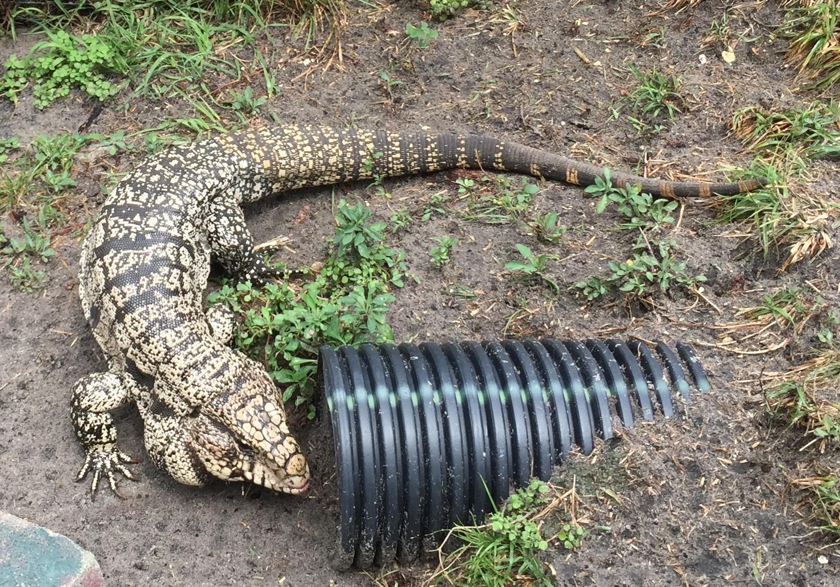 Combatting Invasive Species In Florida | WJCT NEWS