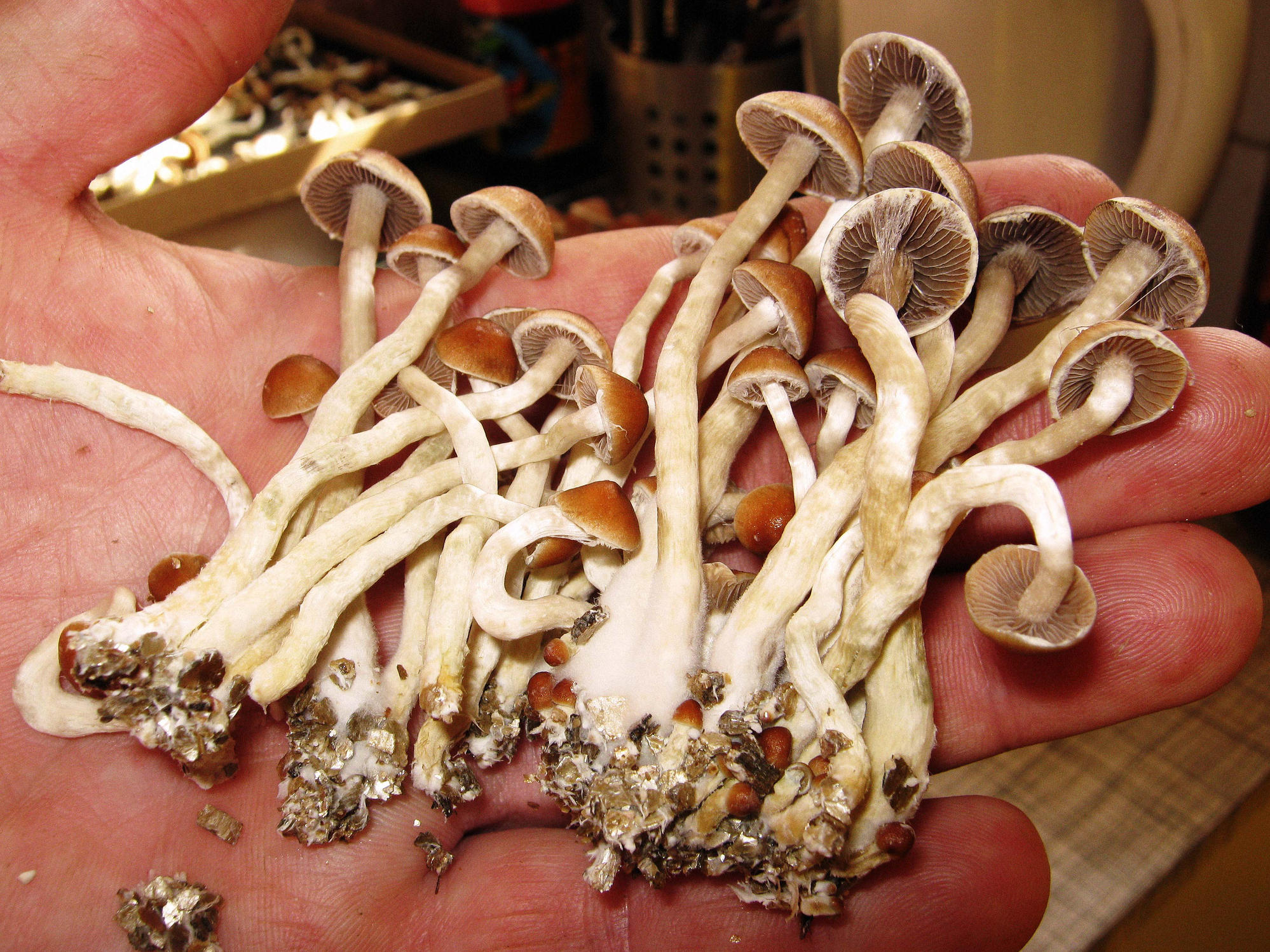 A Growing Push To Loosen Laws Around Psilocybin Treat Mushrooms As 9309