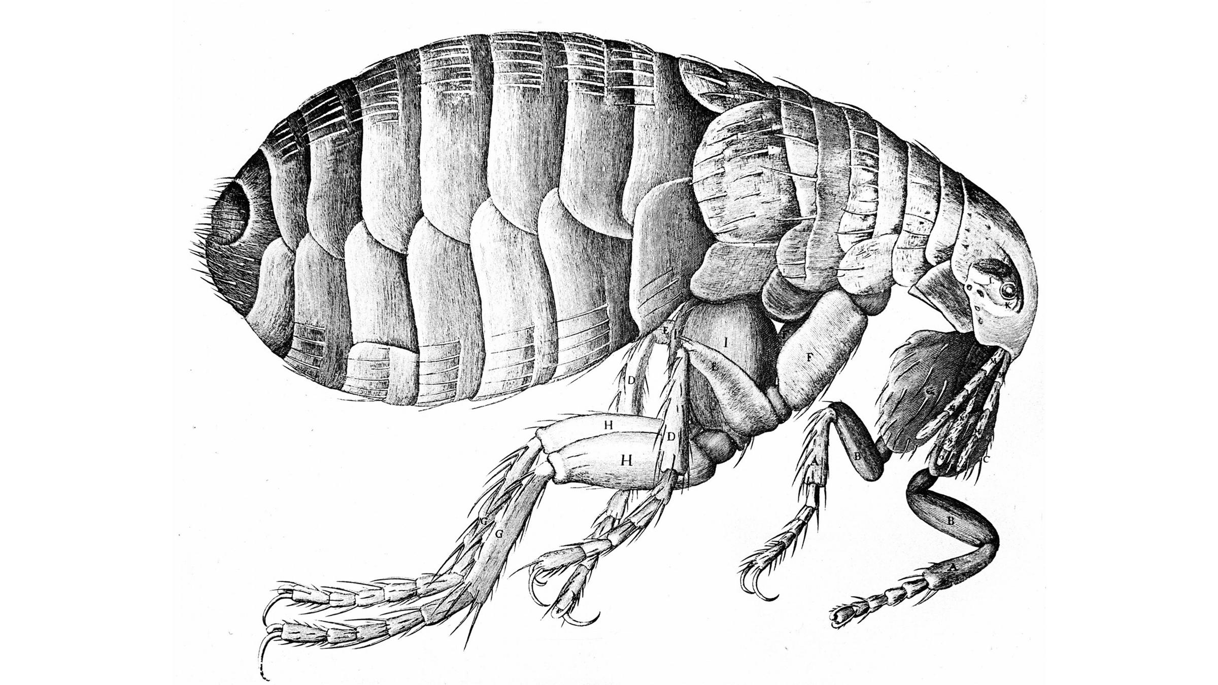 bubonic plague strikes in mongolia: why is it still a threat?