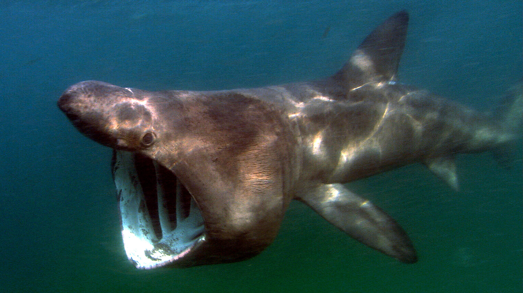 after a 30-year absence, basking sharks spotted off california