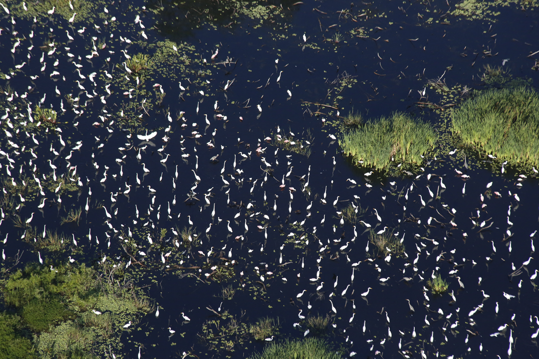 2018 Wading Bird Nesting Season One of the Largest on Record WJCT NEWS
