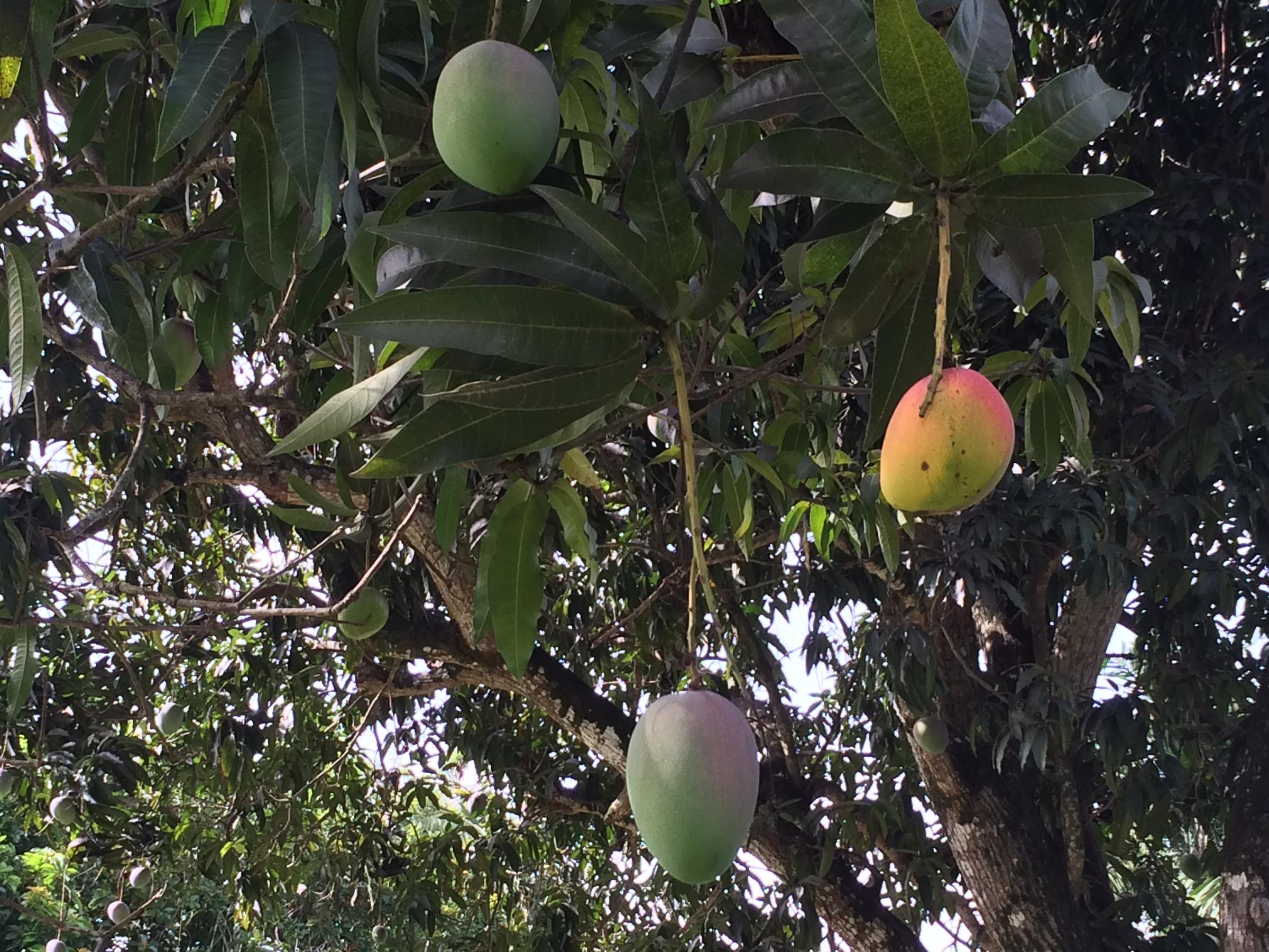 mangotree