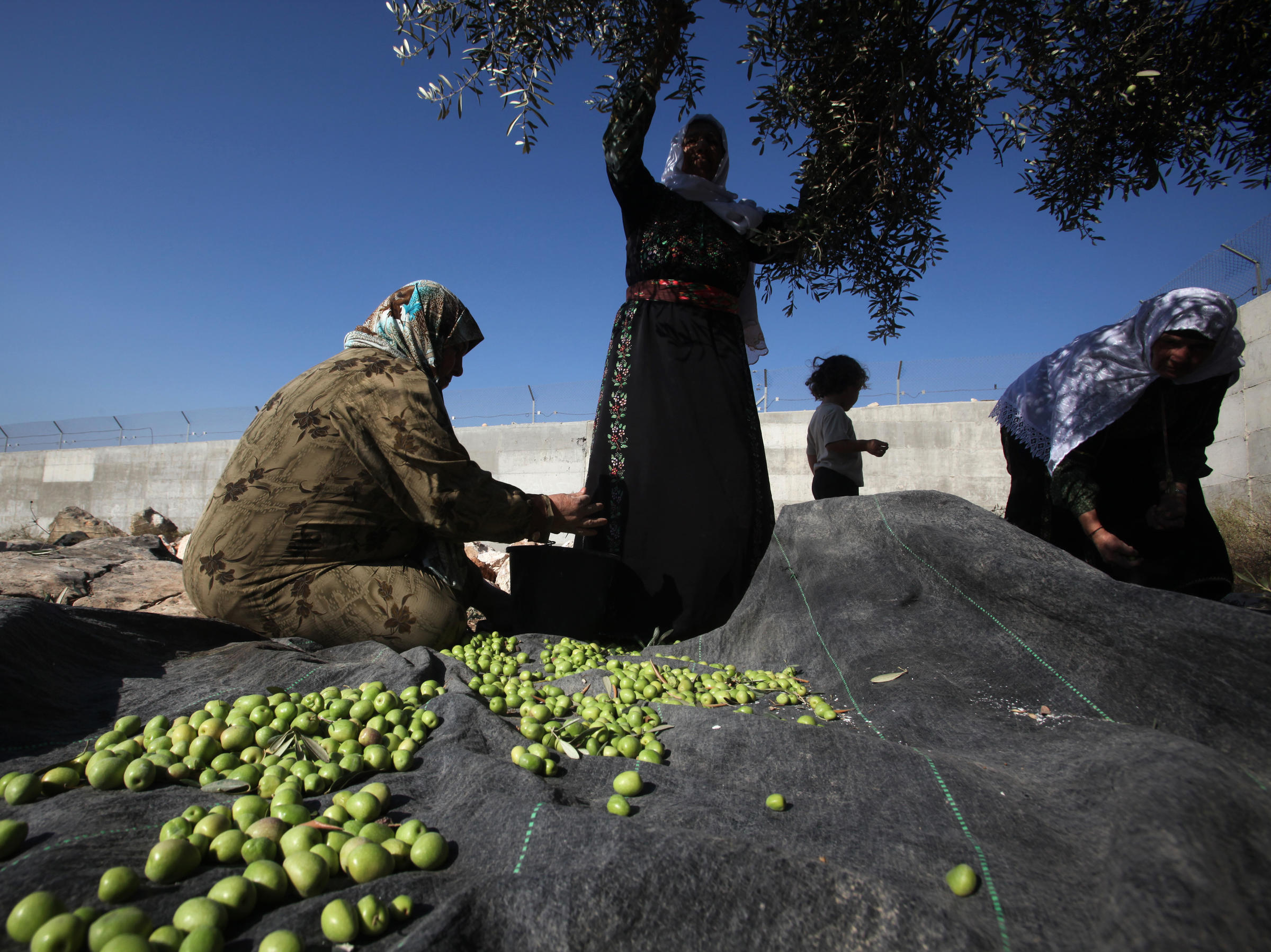 Palestinian Olive Harvest Turns Bitter As Economy Sputters Wvxu