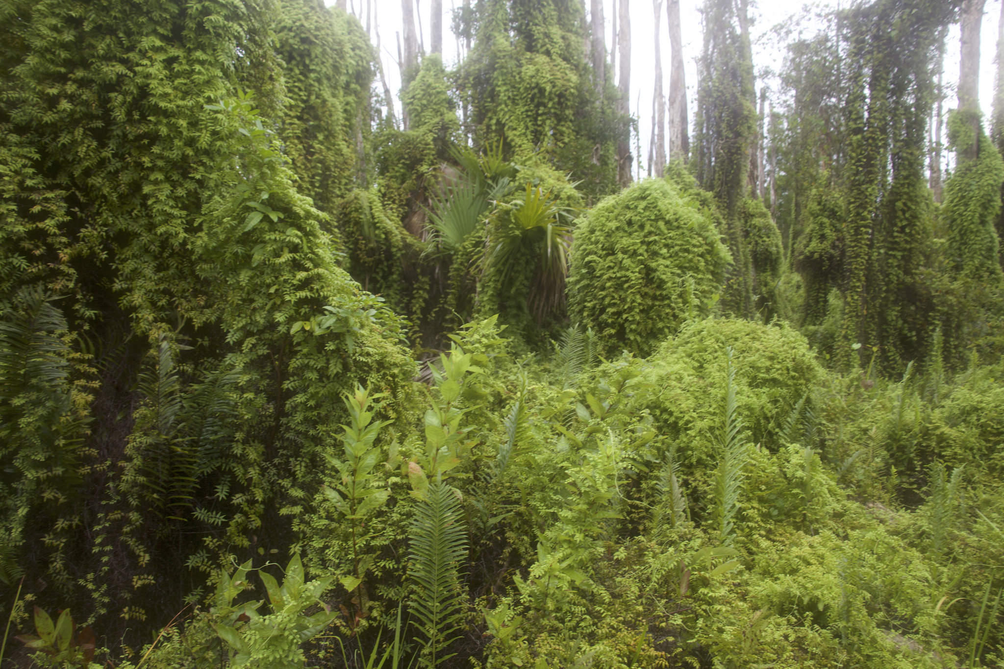 City of Miami Mayor Francis Suarez, Broward County Startup