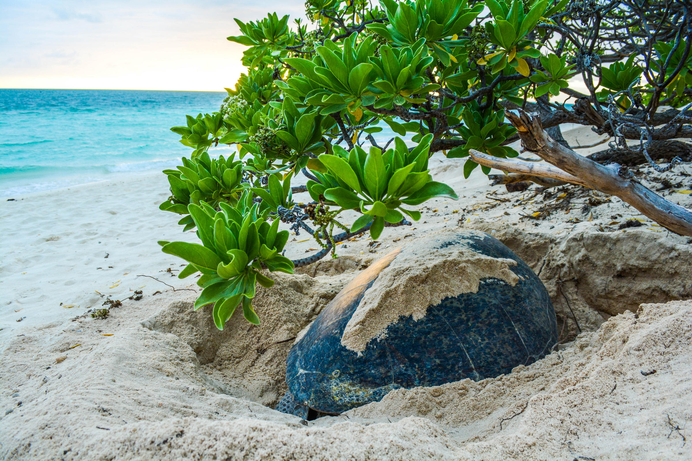 Green Sea Turtles Experiencing Abundant Nesting Season WJCT NEWS