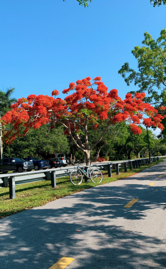 PHOTO GALLERY Poincianas Decorate South Florida For Summertime WJCT NEWS