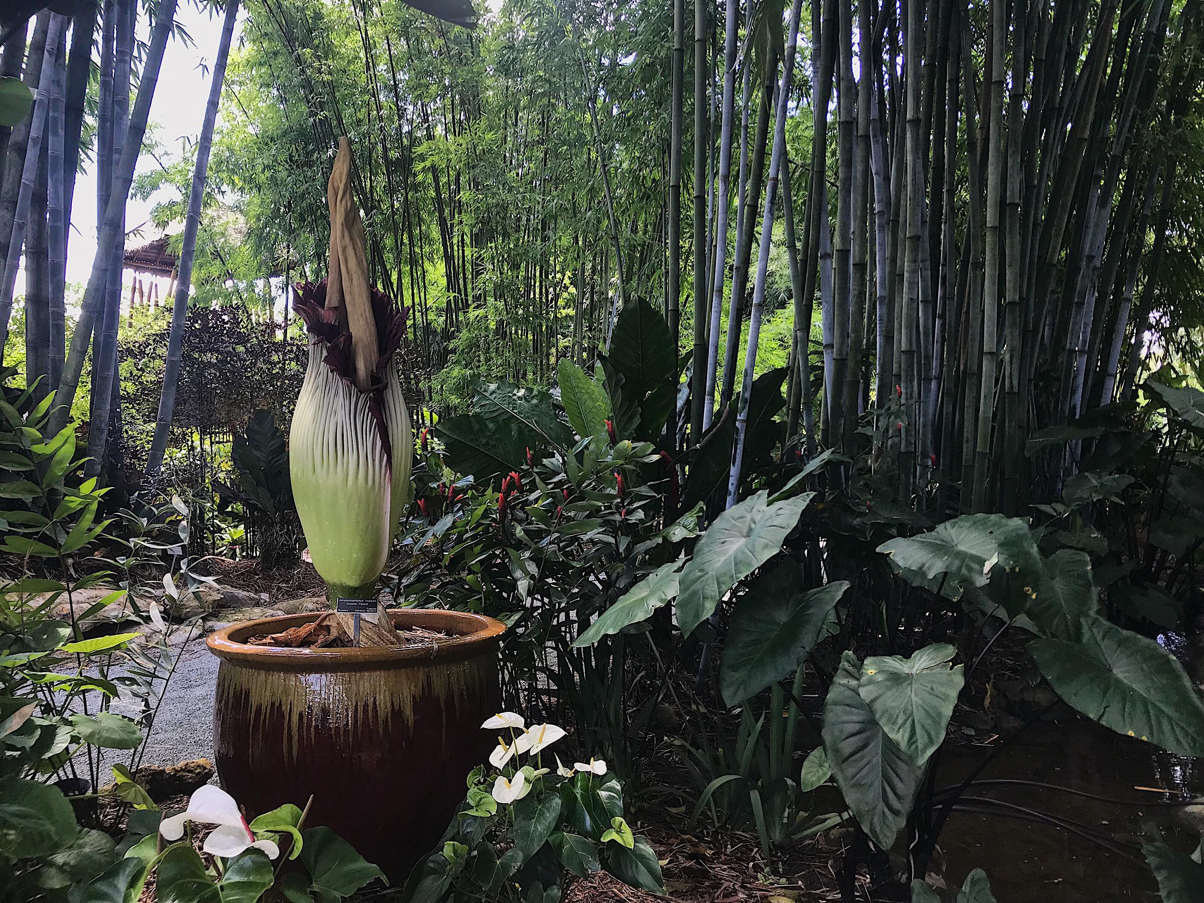 A Corpse Flower, Named For Its Stench, Blooms At A ...