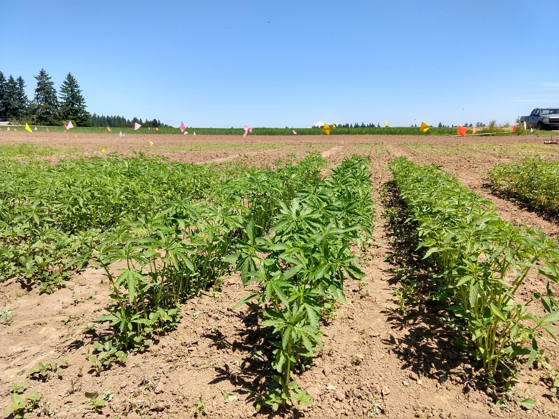 Oregon State establishes hemp research center amid surge in farmer ...