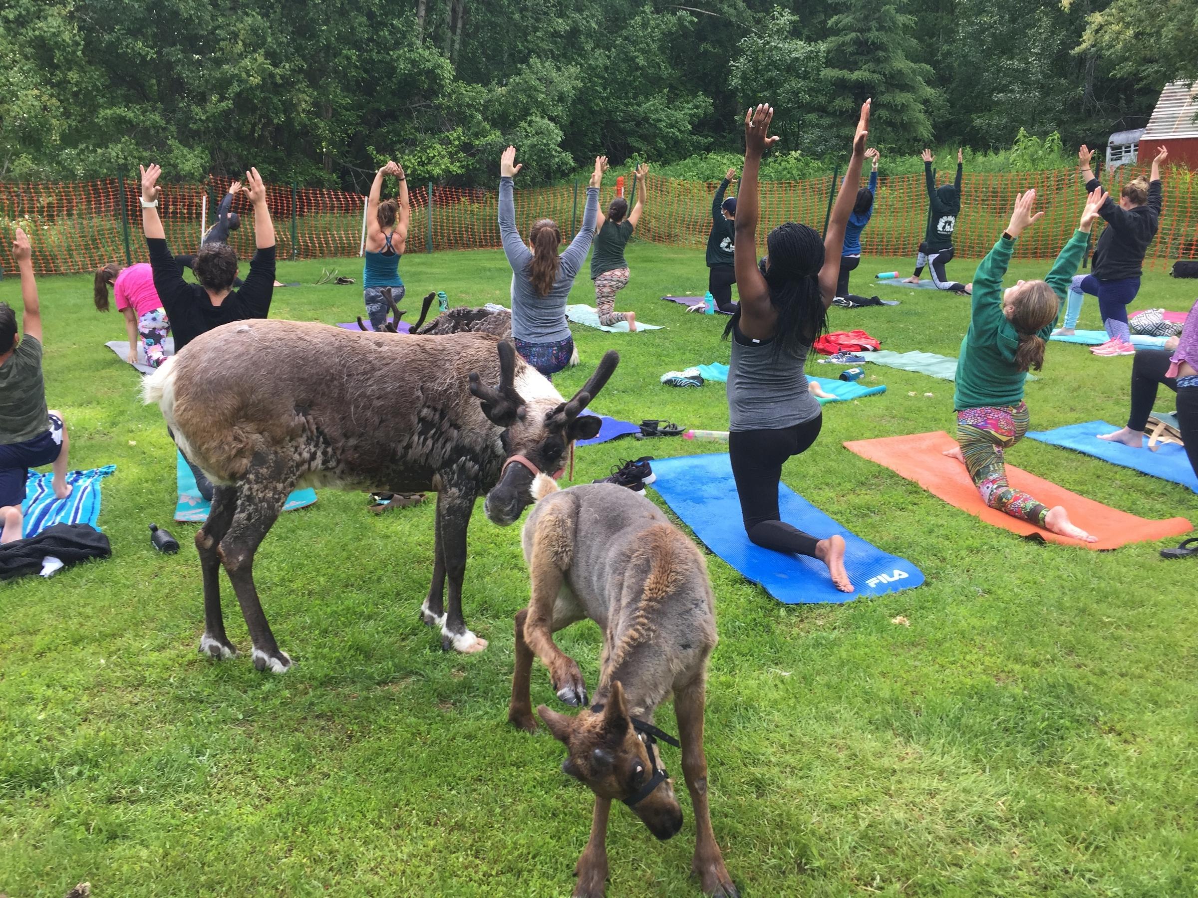 Move Over, Goat Yoga. Alaskans Now Have Reindeer Yoga | KUAC