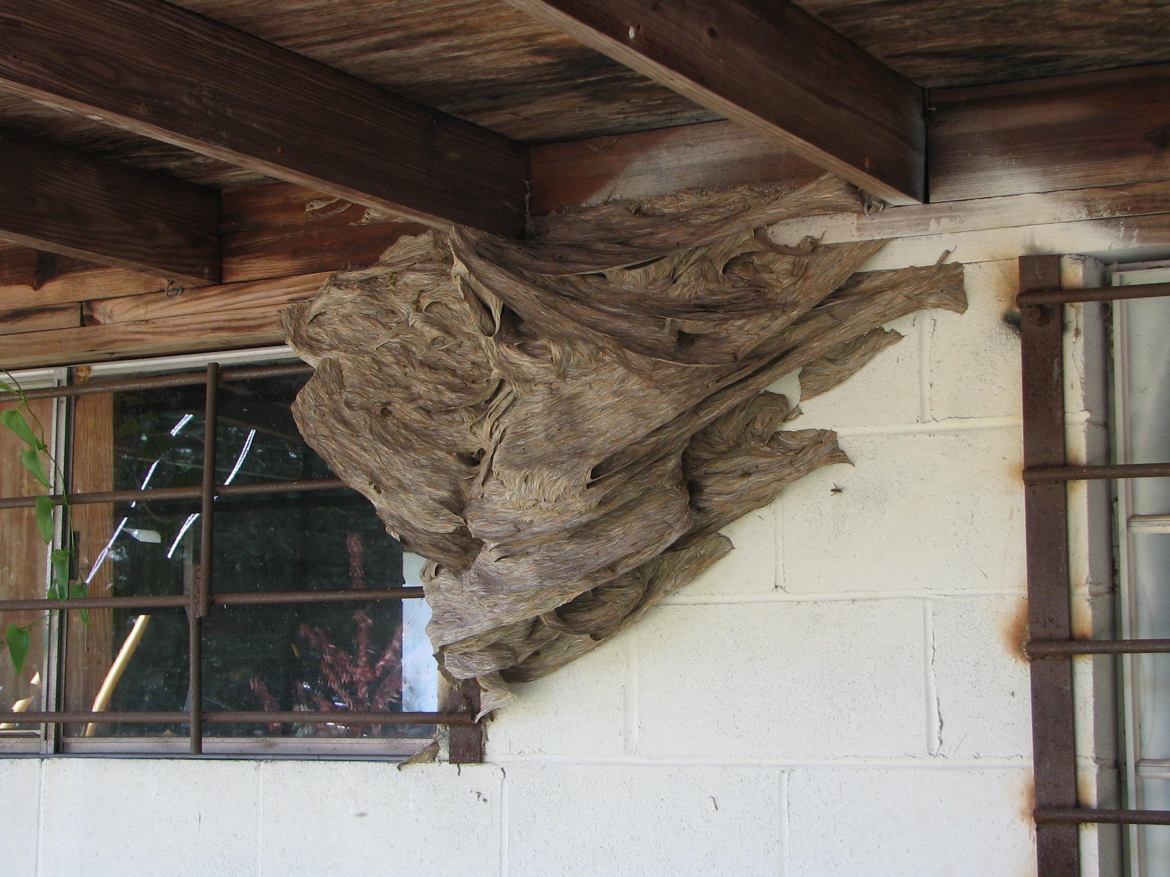 Watch Out For Wasps Massive Yellow Jacket Nests Spotted In Alabama
