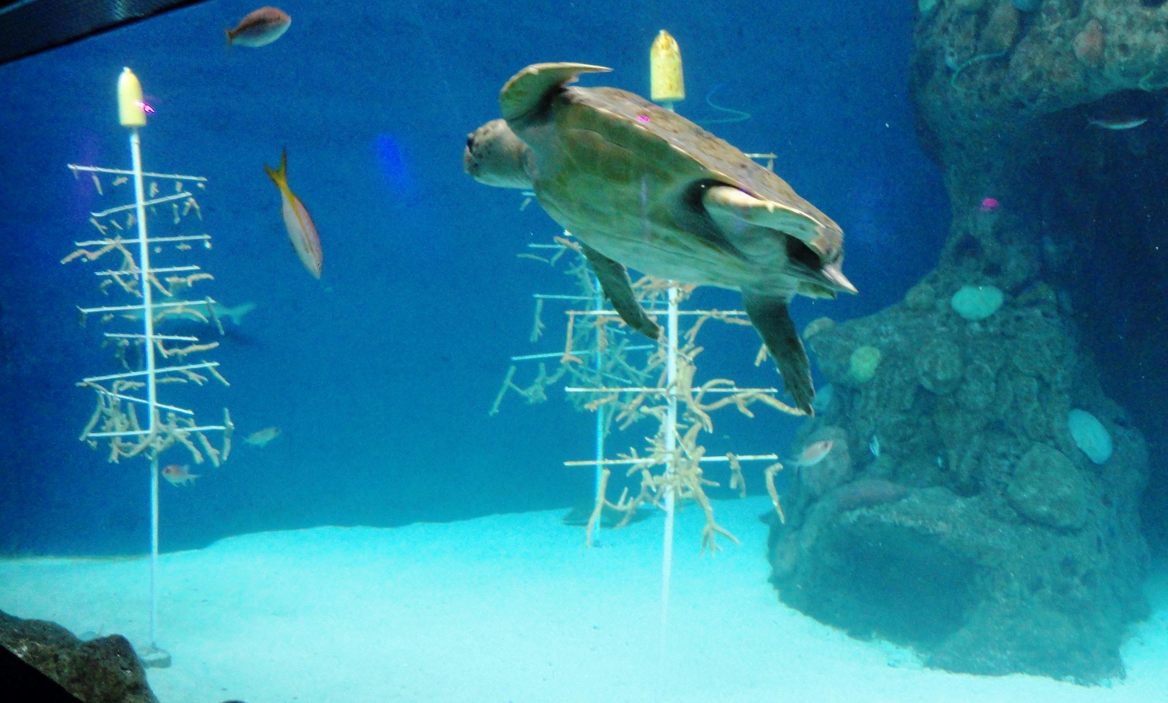 Artificial coral reef inserts – Ocean Aquaria