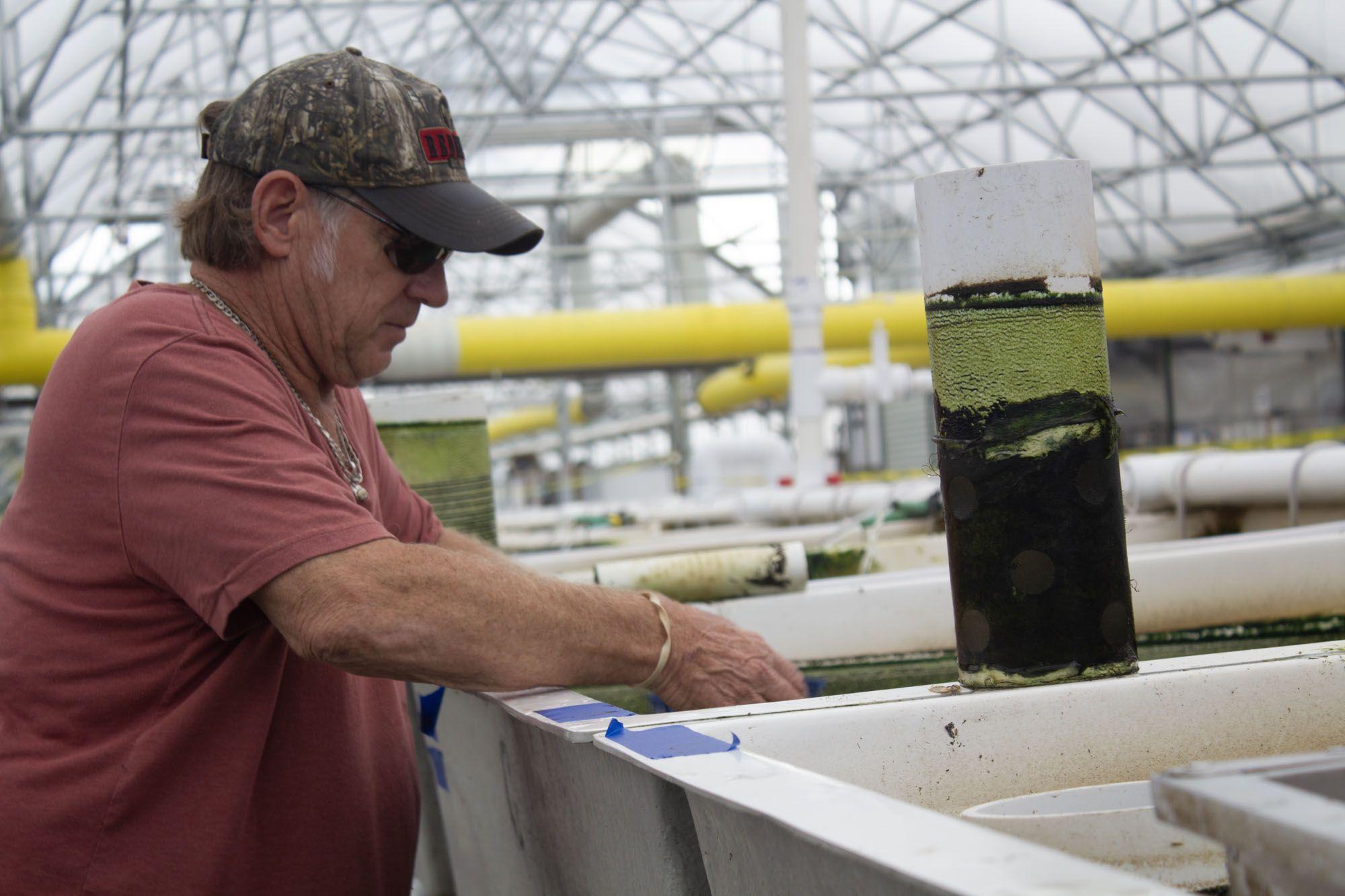 Eagle's Catch general manager Dave Block scoops tilapia out of a tank, and into a sorter to separate the fish by size.