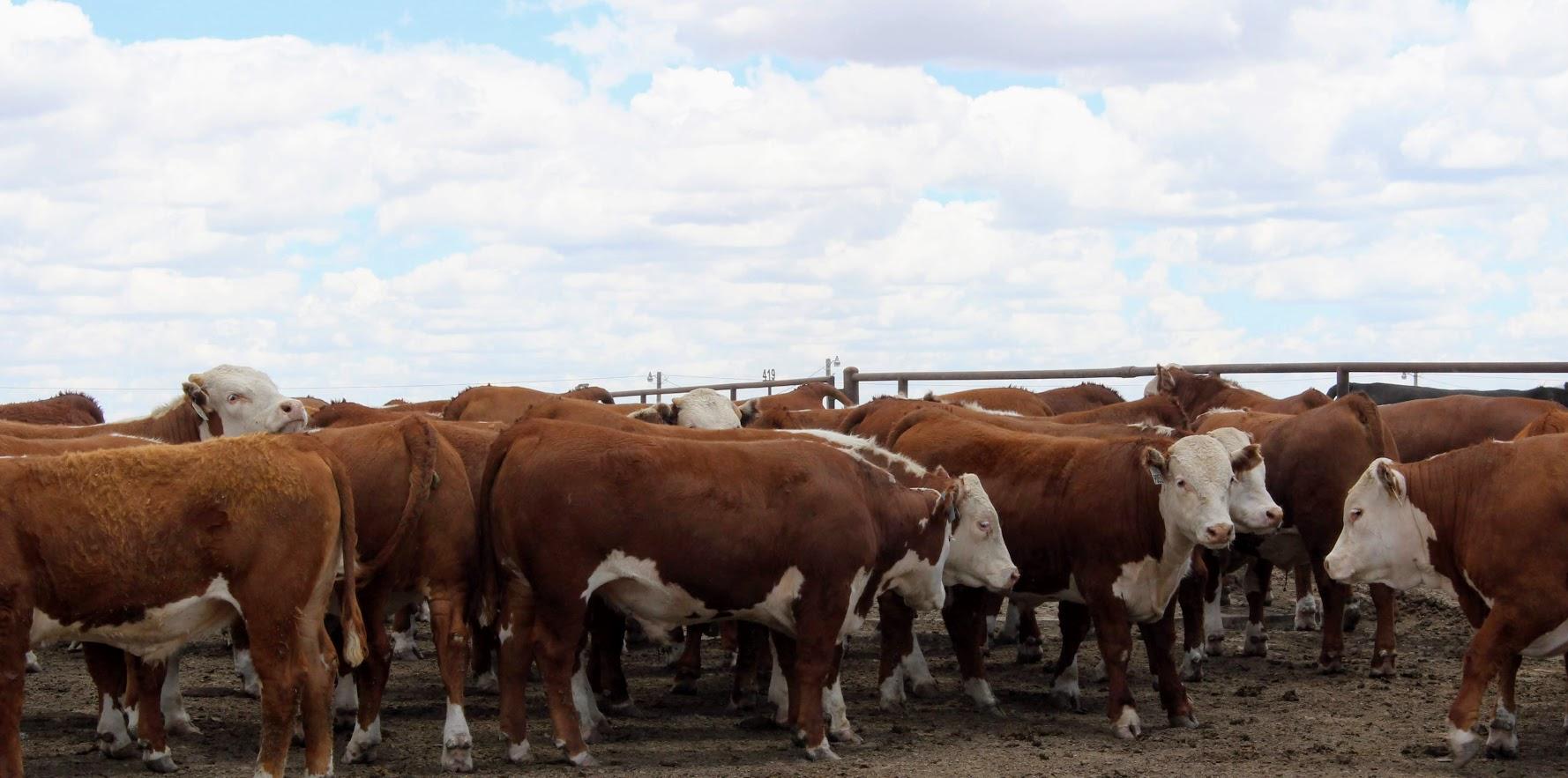 Why The Cattle Industry Might Not Use A Drug That Cuts The