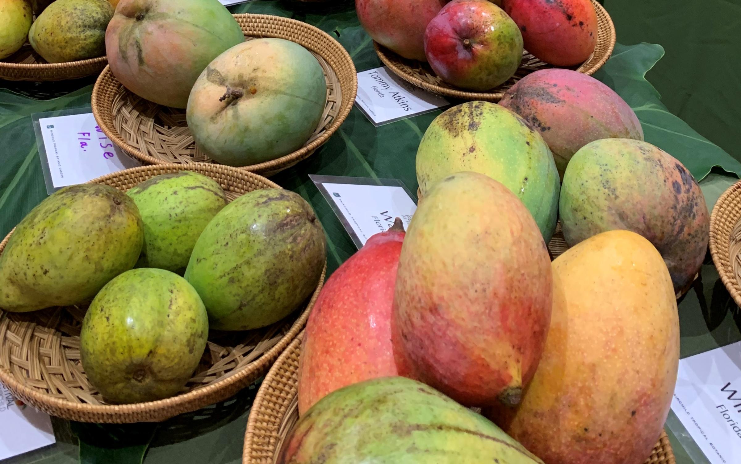 Why It Has Been A Bad Year For Mangoes In Florida WJCT NEWS