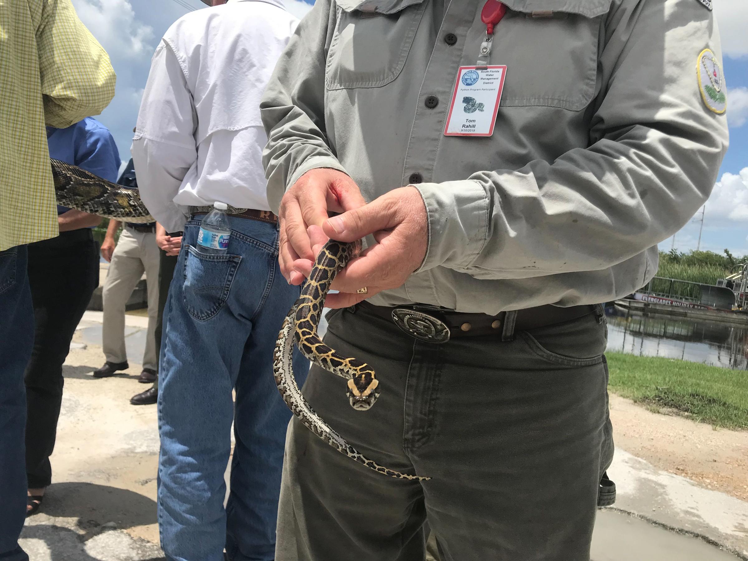 State Officials Double Down On Python Removal Efforts WJCT NEWS