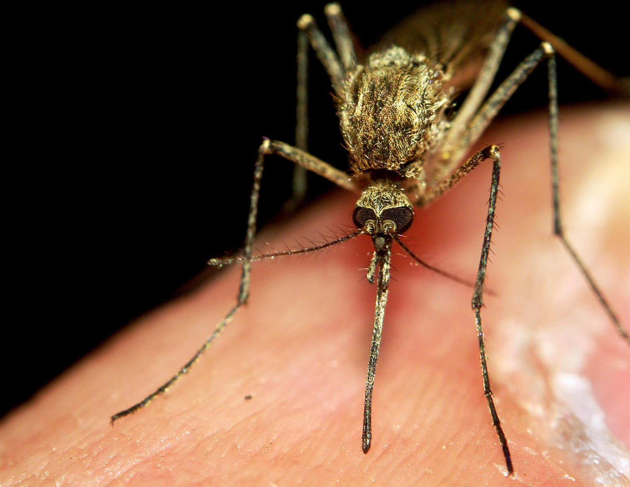 West Nile virus confirmed in Northampton County for 2019