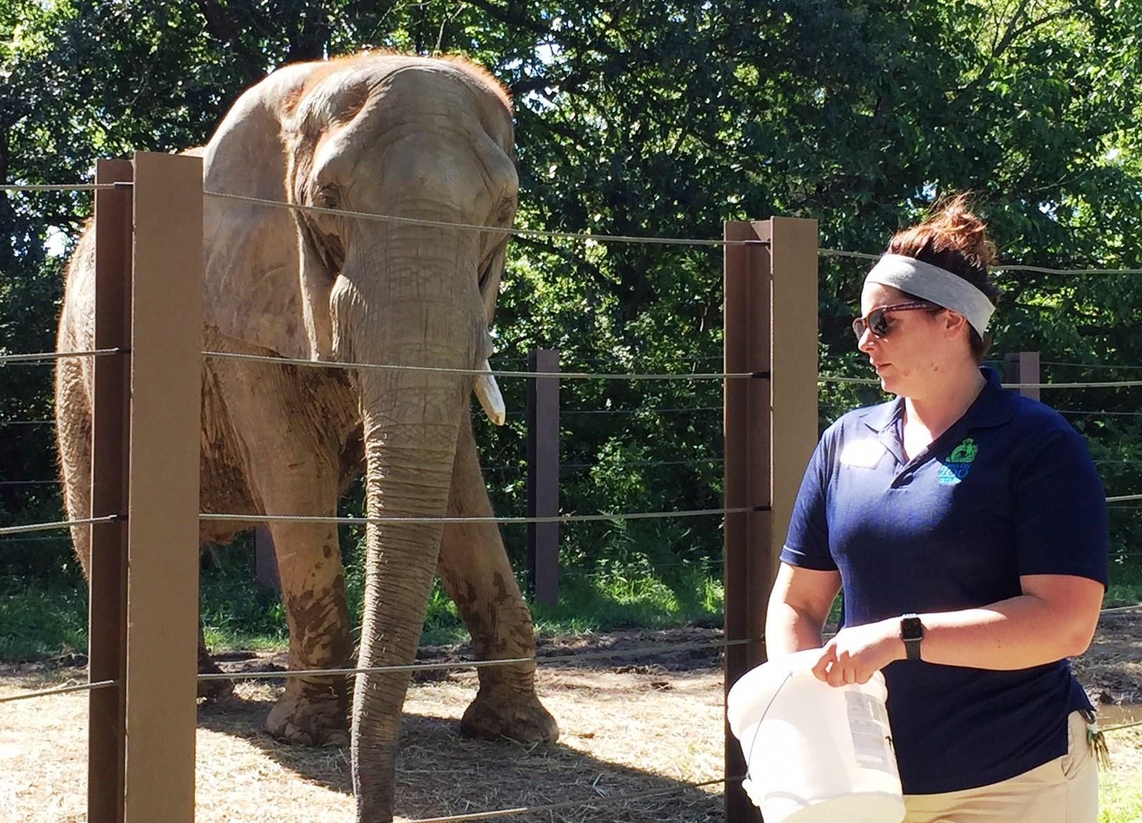 Kansas City Zoo Visitors Will Get A Better View Of Elephants But Have