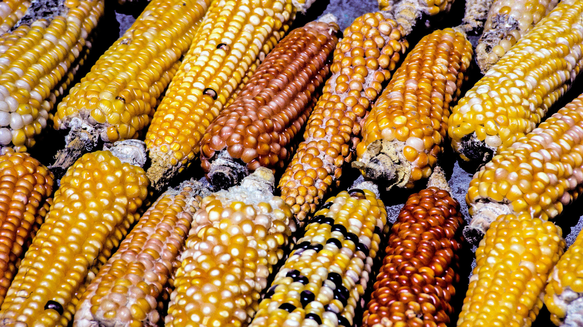 In Guatemala, A Bad Year For Corn — And For U.S. Aid KCUR