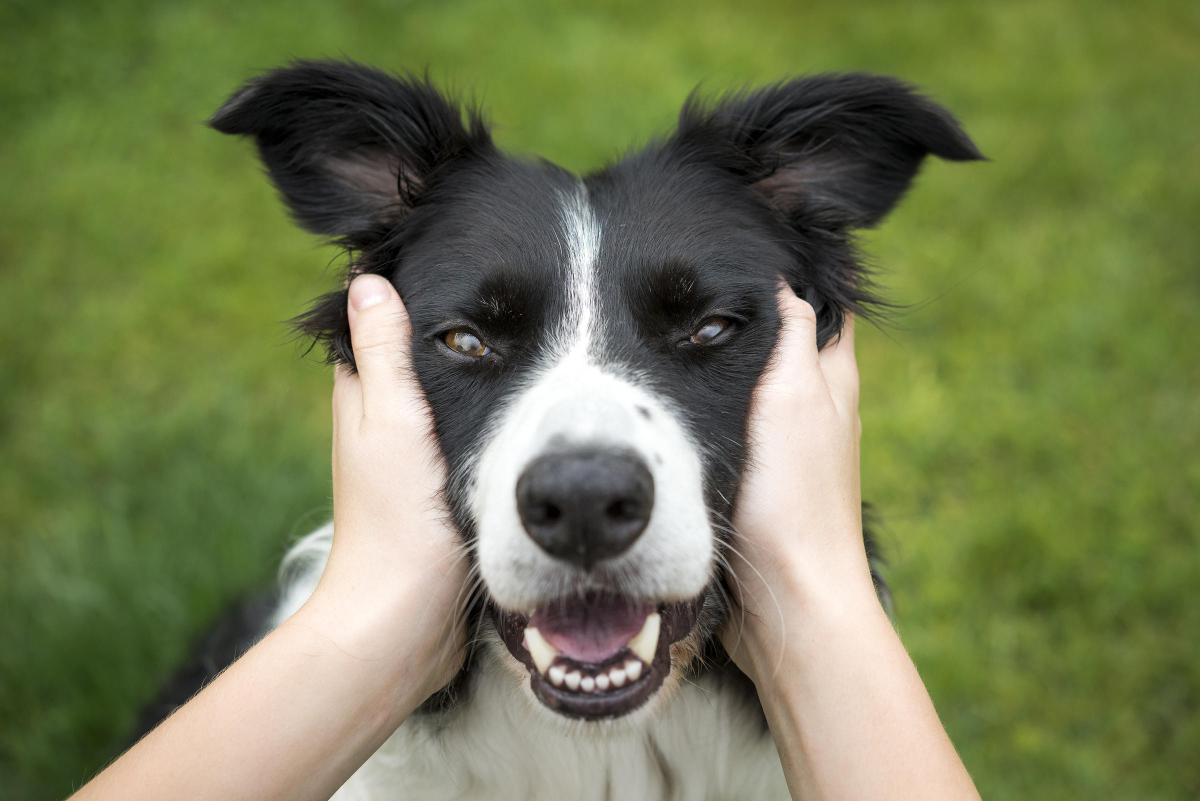 flipboard-dog-people-live-longer-but-why