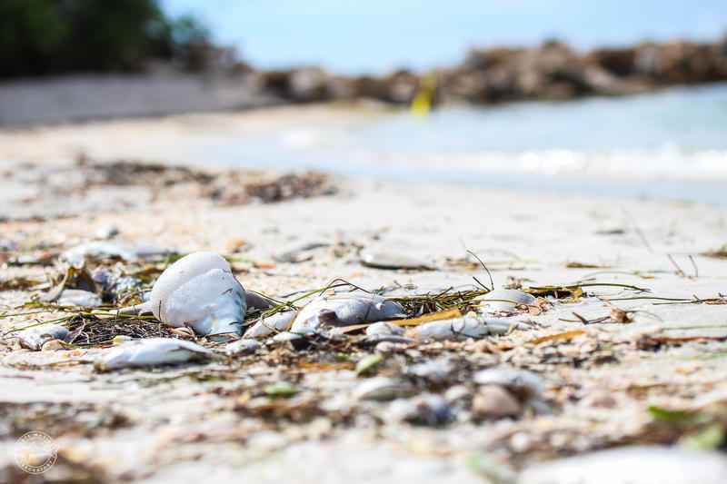 High Concentrations Of Red Tide Causing Fish Kills in Sarasota County