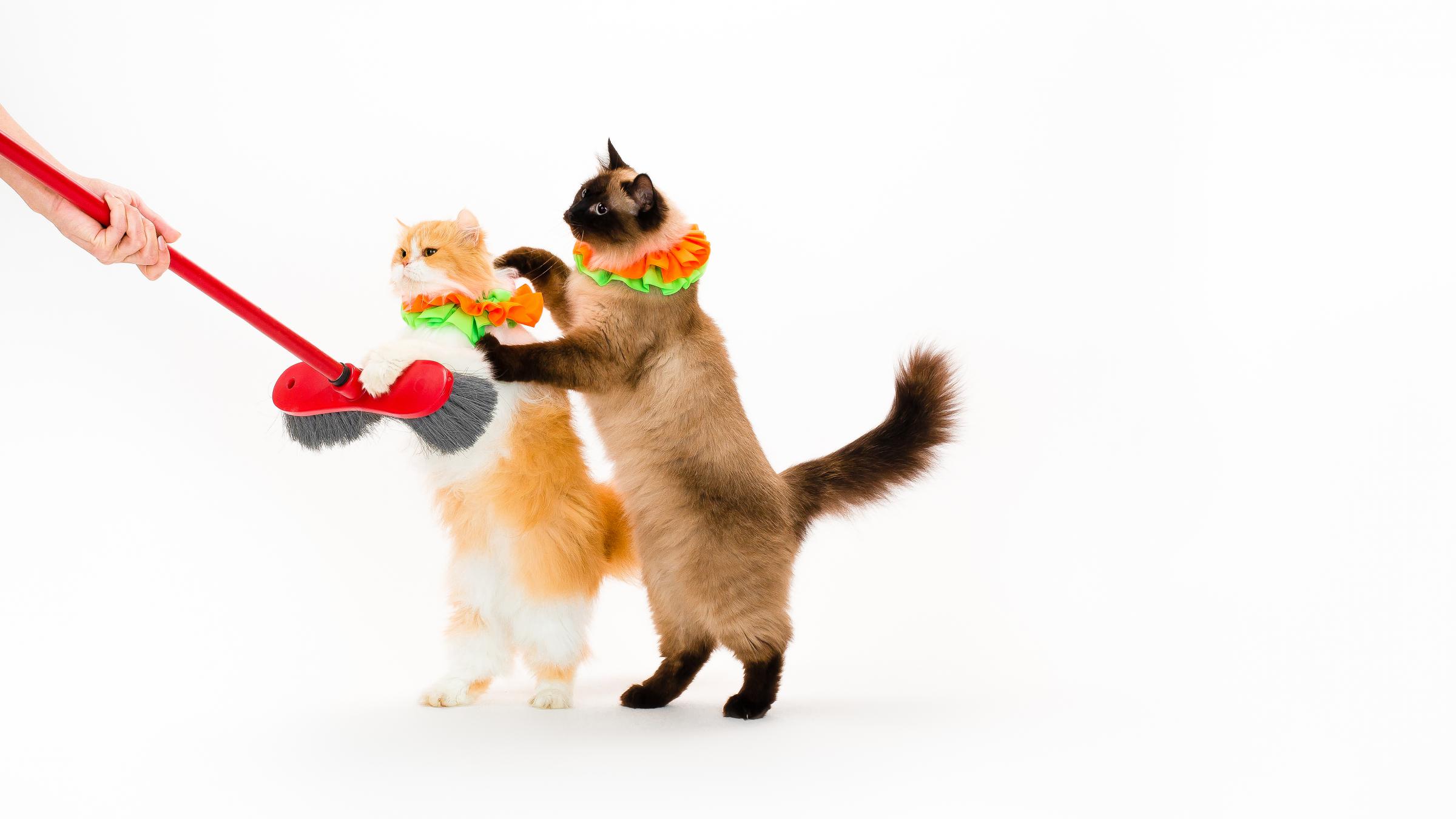 These Circus Cats Will Jump Through Hoops — Thanks To Training (And