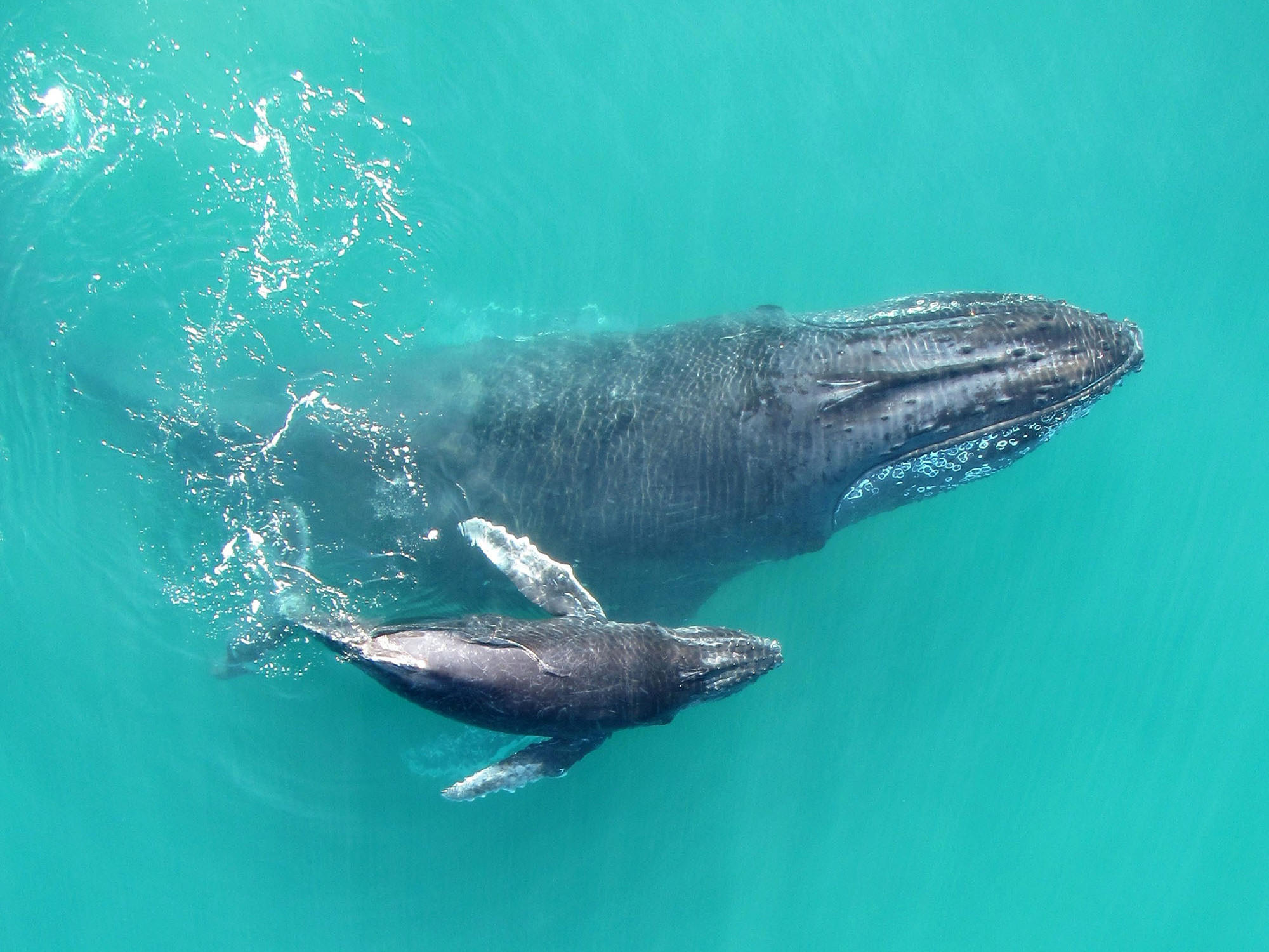 Recordings Reveal That Baby Humpback Whales 'Whisper' To Their Mothers