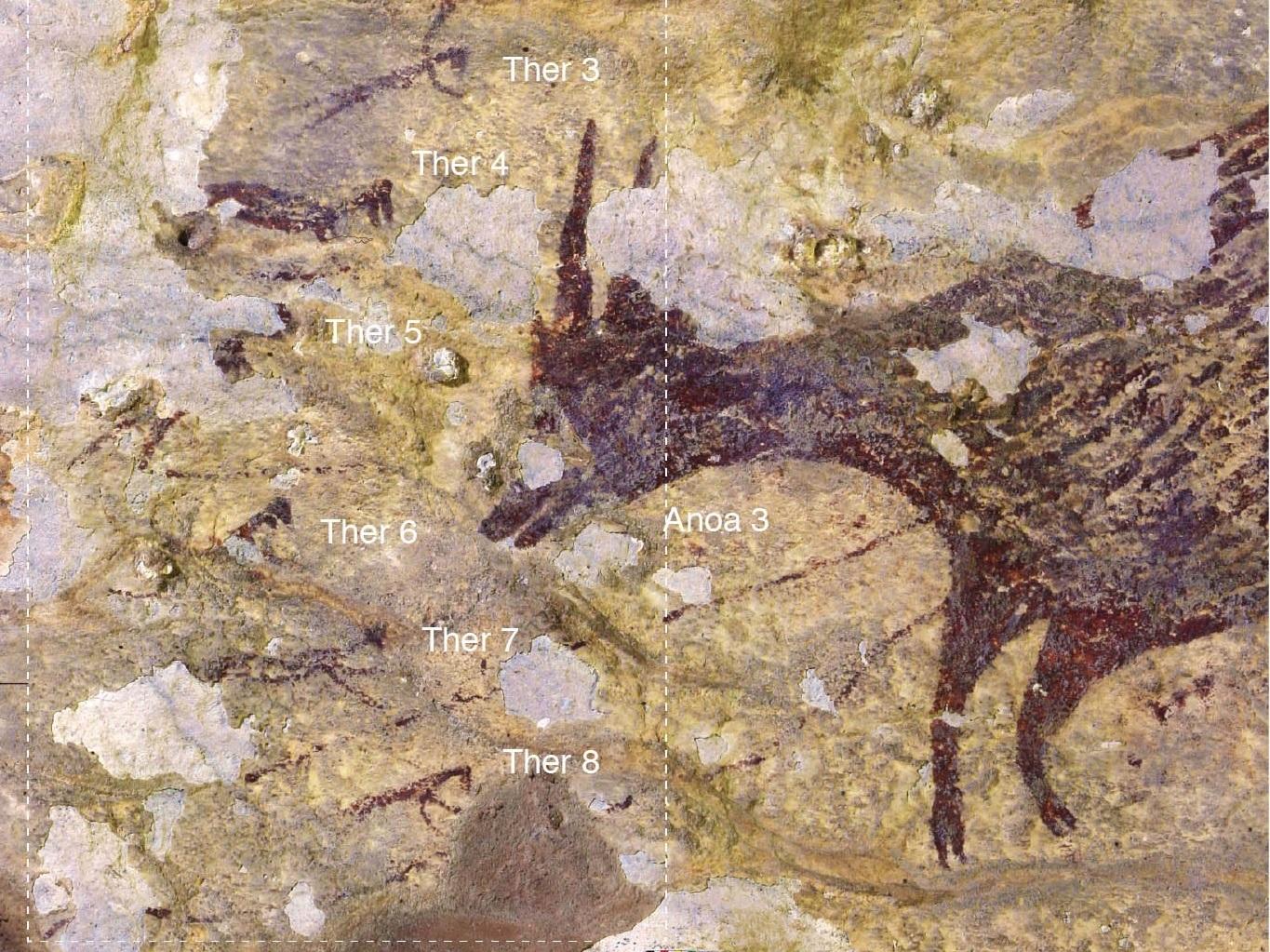 The scene found in Indonesia shows hunters confronting a wild buffalo with ropes and spears