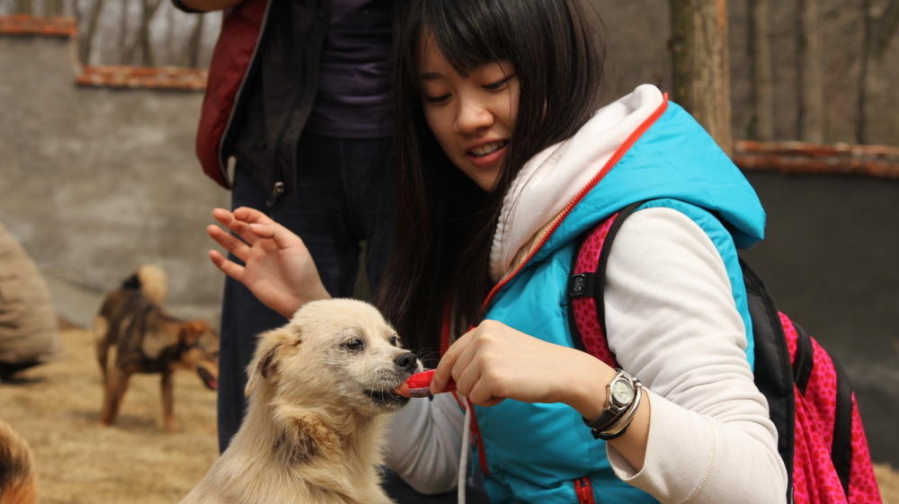 Headed For The Butcher Chinese Dogs Are Rescued Krvs Headed For The Butcher Chinese Dogs