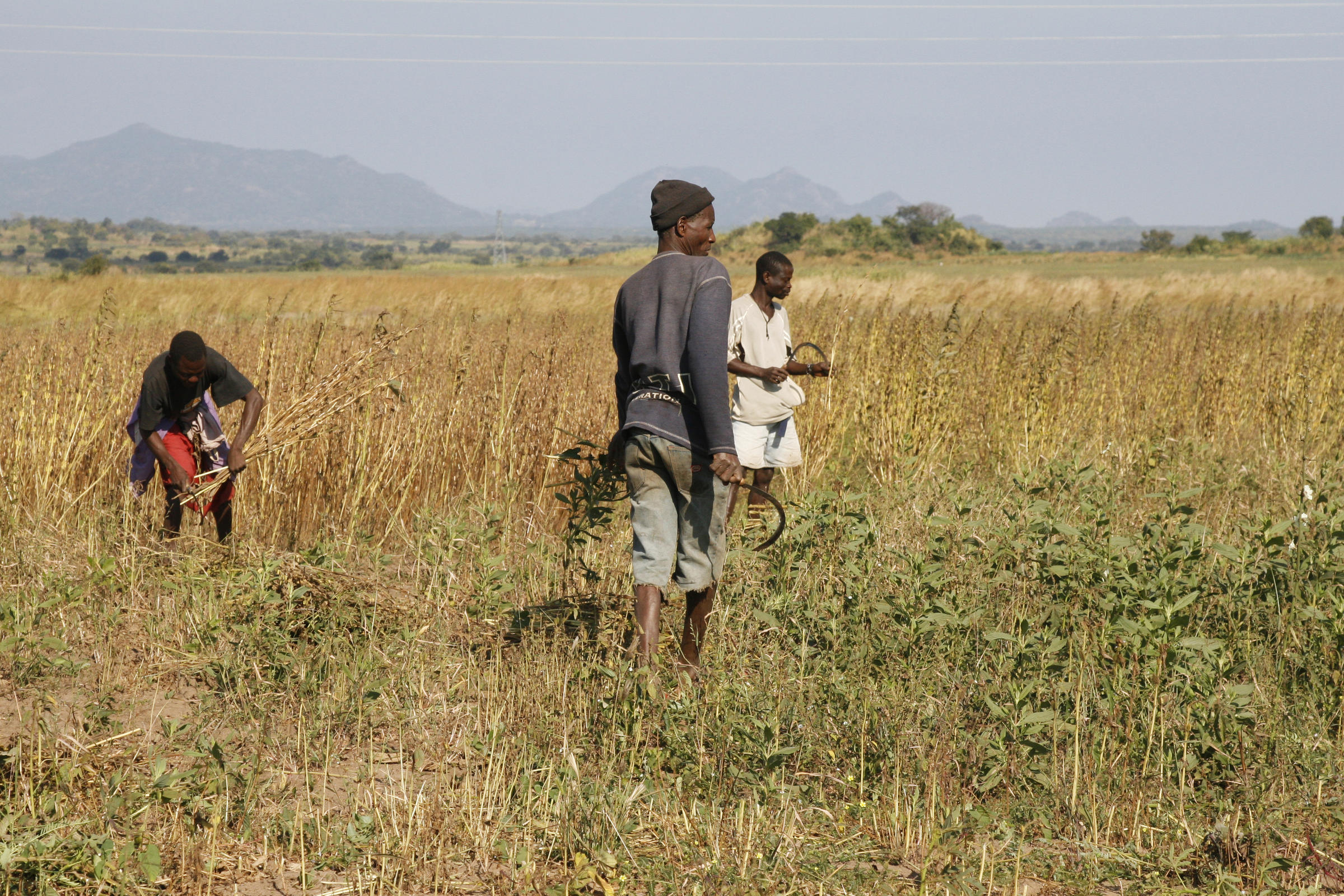 Mozambique Farmland Is Prize In Land Grab Fever KUNC