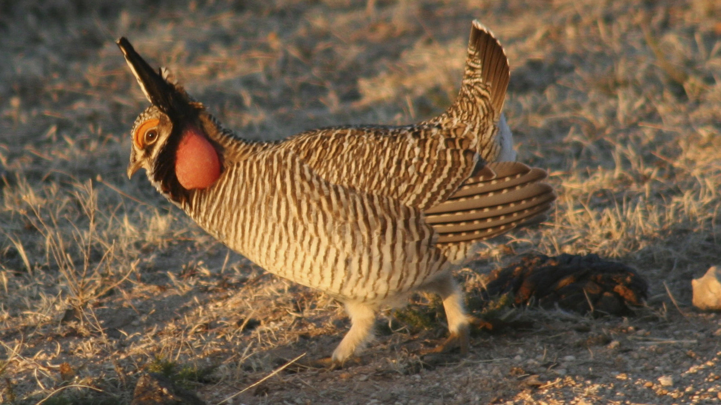 Federal Plan To Save Prairie Chickens Ruffles State Feathers Wyoming