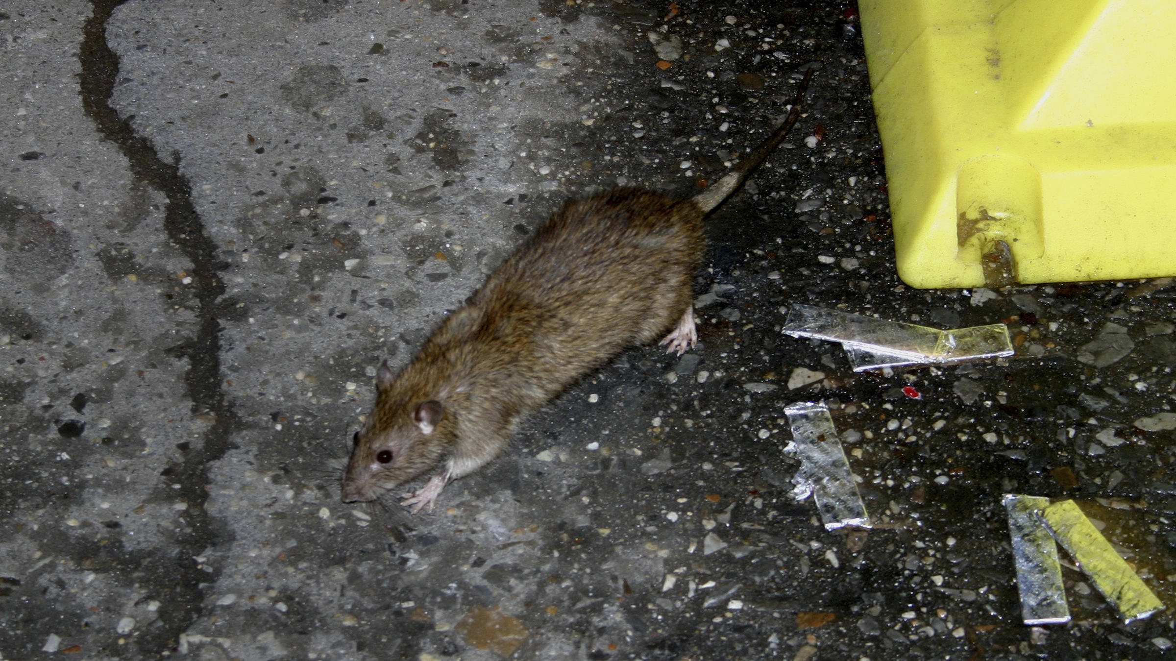 Rats! New York City's Population Might Be Seriously Overestimated New