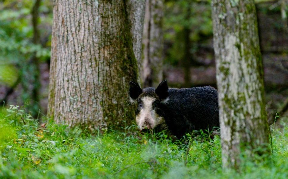 On The Trail Of The Wily Wild Hog Maine Public