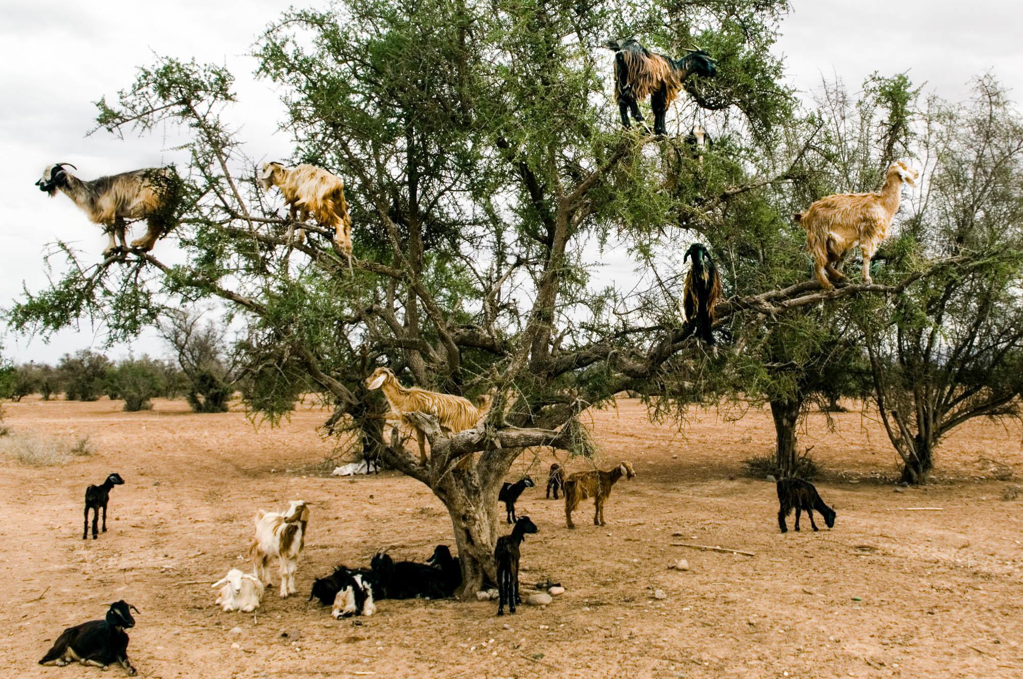 Do TreeClimbing Goats Help Plant New Trees? 90.3 KAZU