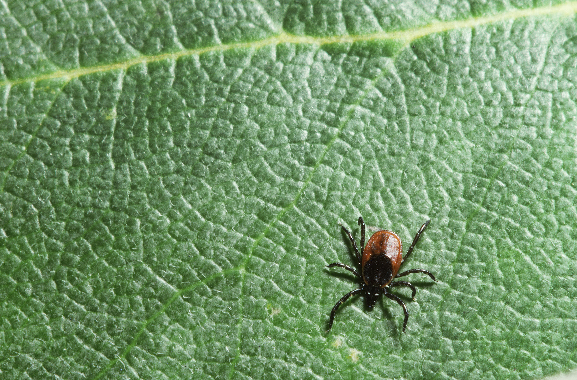 Lyme Disease Is On The Rise Again Here s How To Prevent It KUOW News 