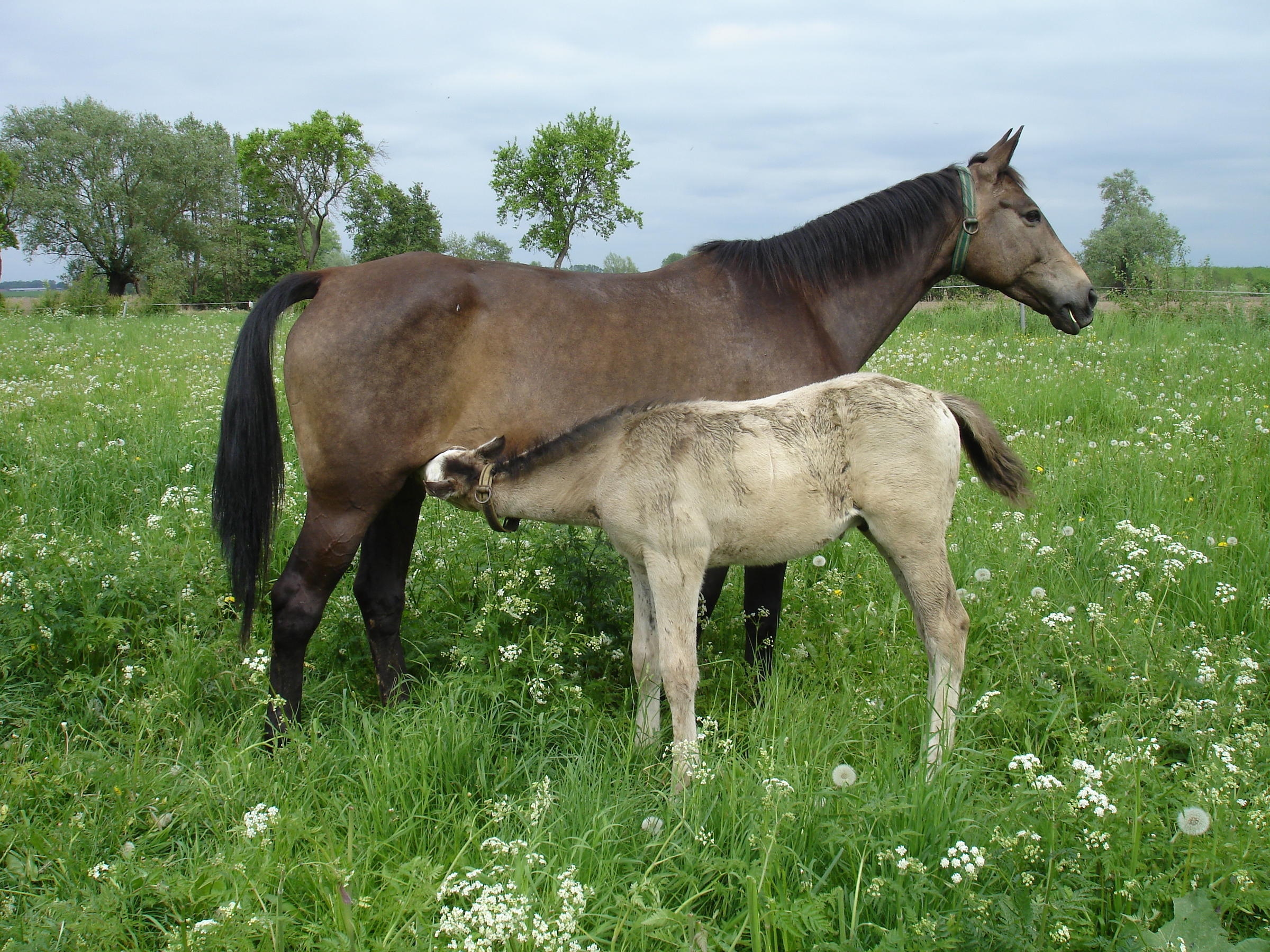 Mare S Milk For Health Europeans Look To Horses For Ancient Remedy Wprl