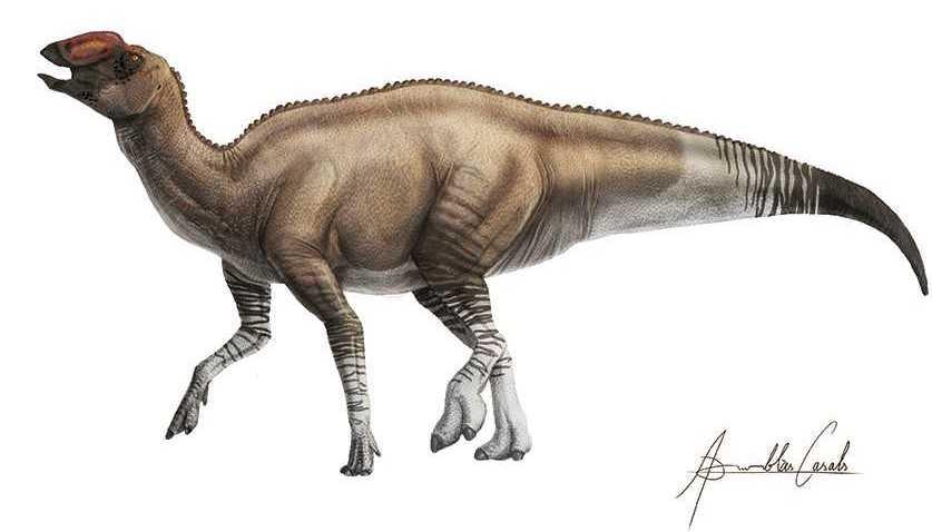 Paleontologists Identify A New Duck Billed Dinosaur Species From