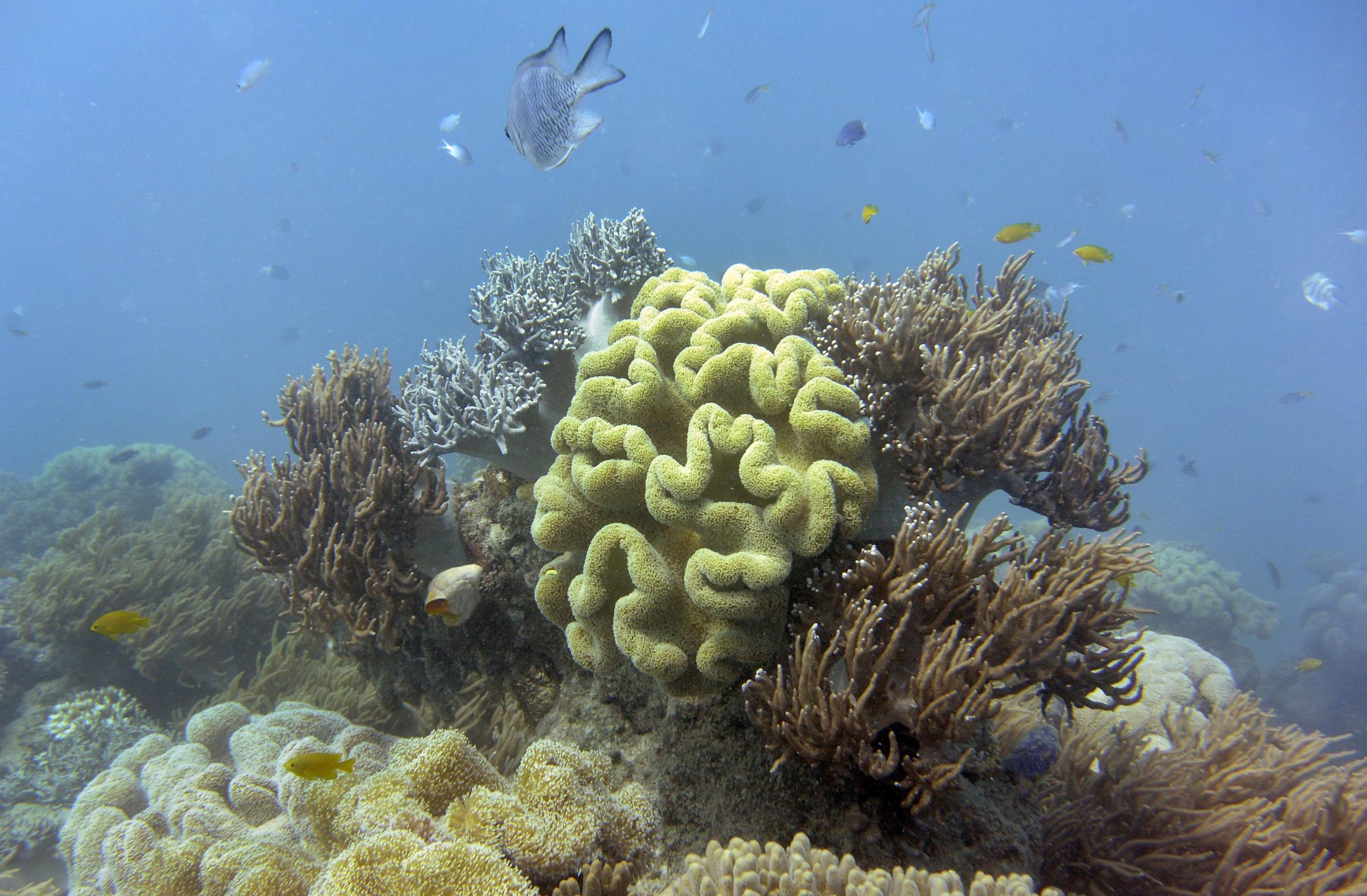 Australia Says Great Barrier Reef Has Very Poor Outlook Climate 