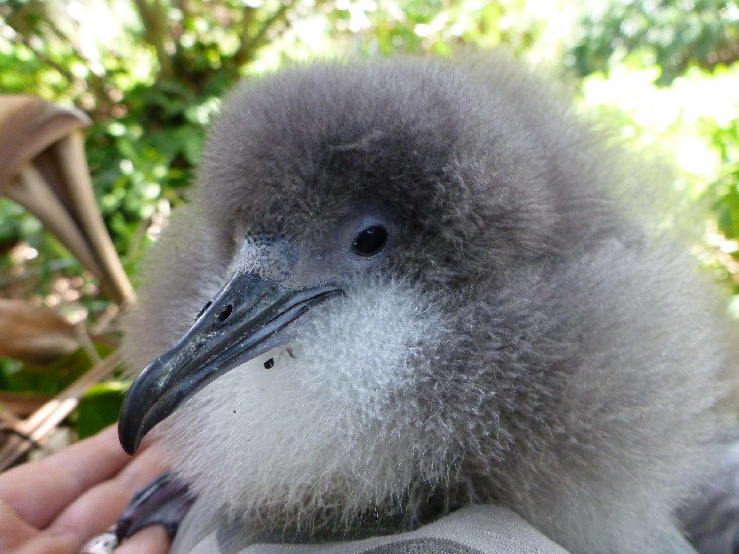 Threatened Hawaiian Bird Strives To Make Comeback WJCT NEWS
