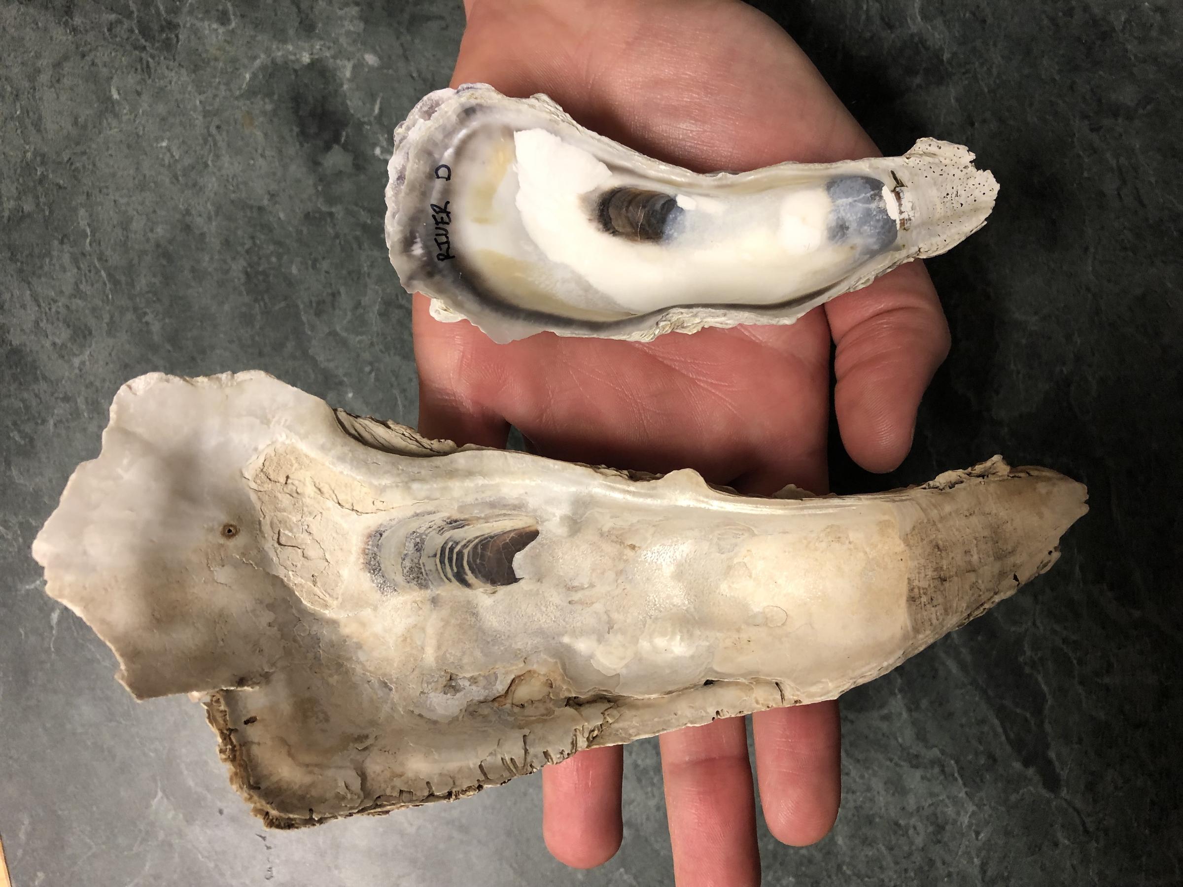 Scientists 'Shocked' At Shrinking Size Of Colossal Oysters In Florida