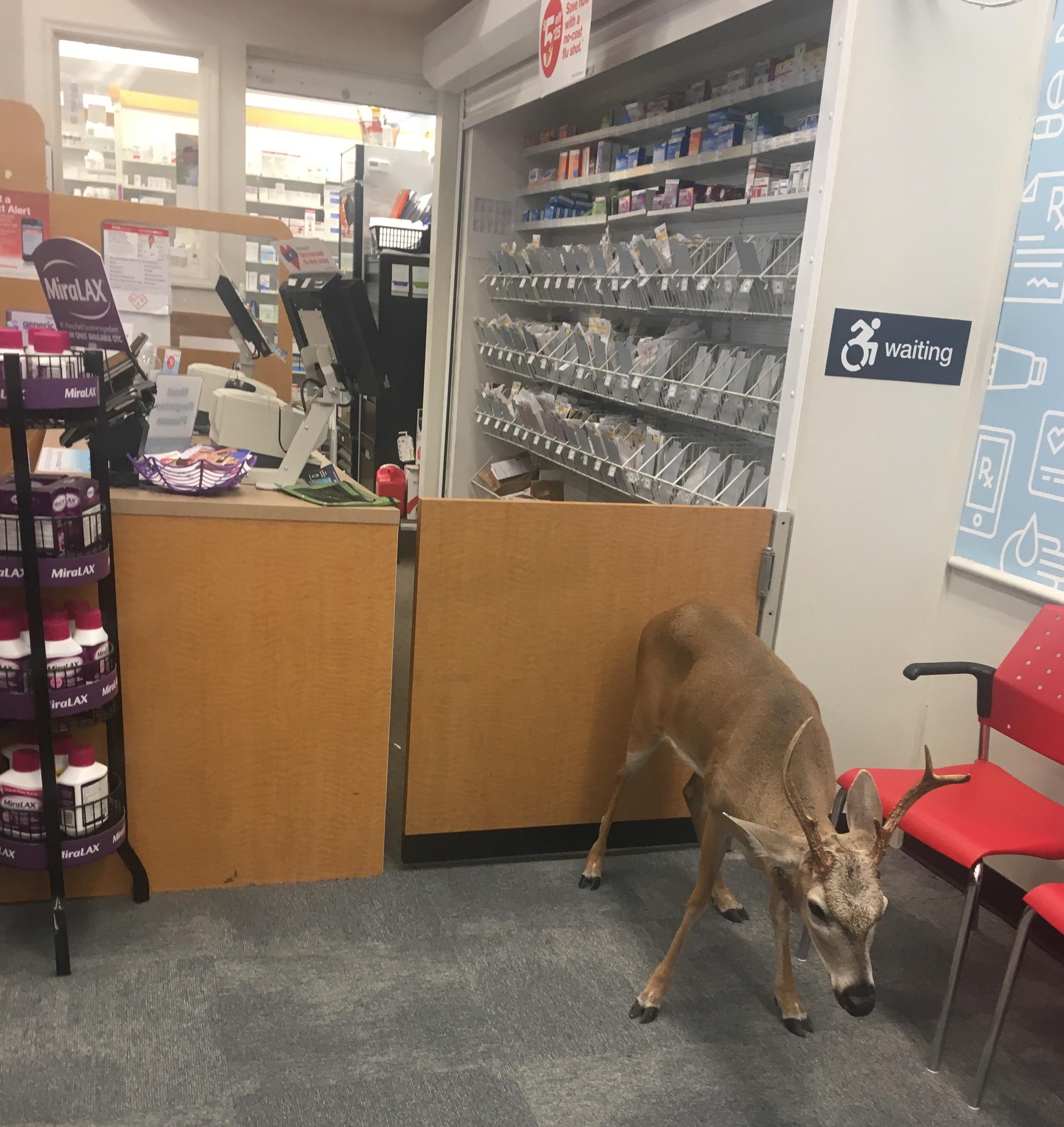 A Key Deer Walks Into A CVS... And Why We Shouldn't Laugh About The