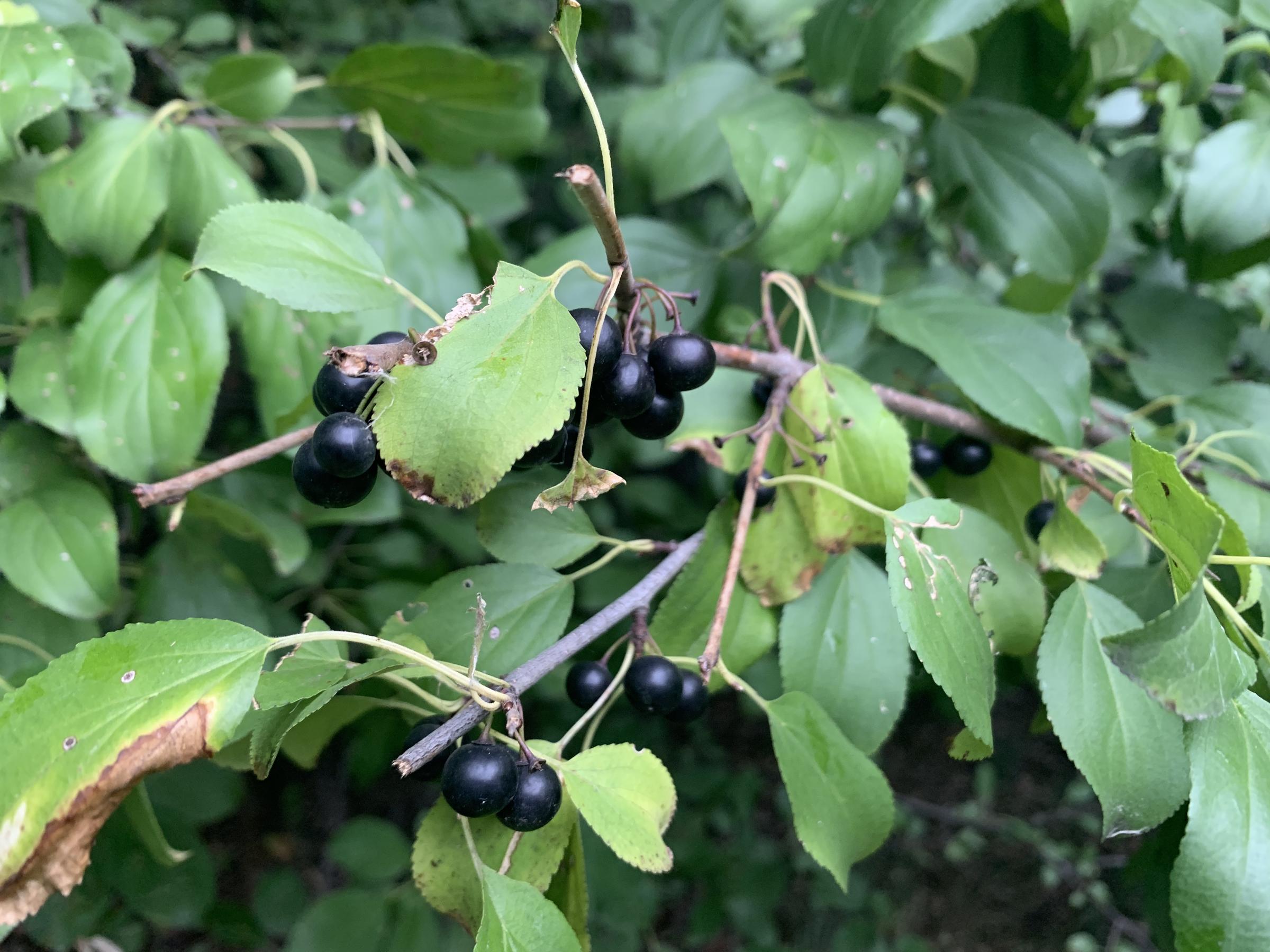 buckthorn invasive shrub unnoticed