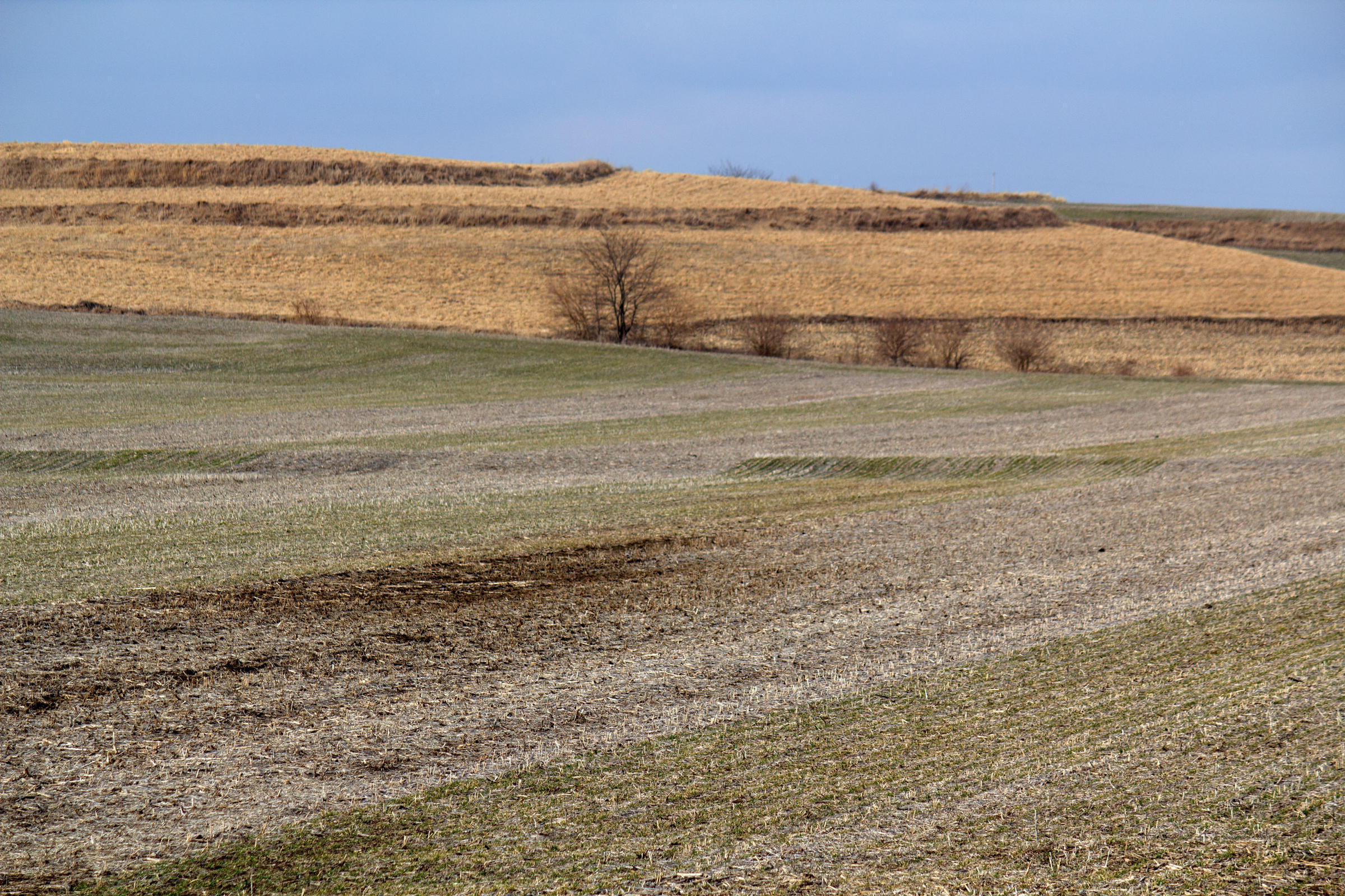A DecadeLong Study Finds Cover Crops Help Farmers Improve Soil Iowa