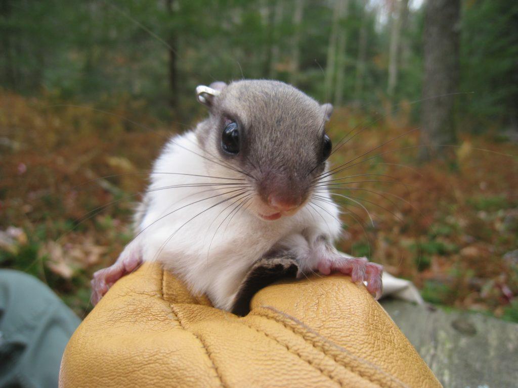 Glidepath To Recovery: Flying Squirrels And Spruce Forests Share Common