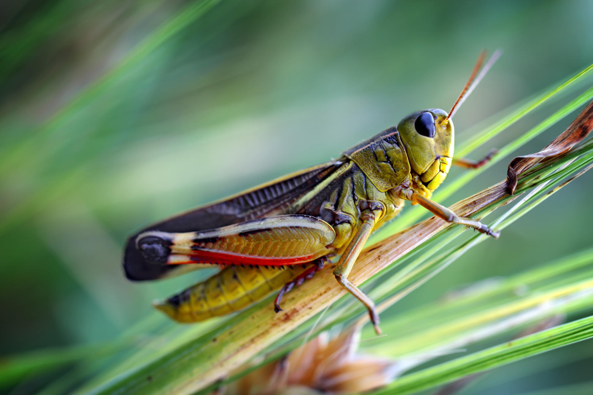 Why Taller Grass Can Be Bad News For Grasshoppers | SDPB Radio
