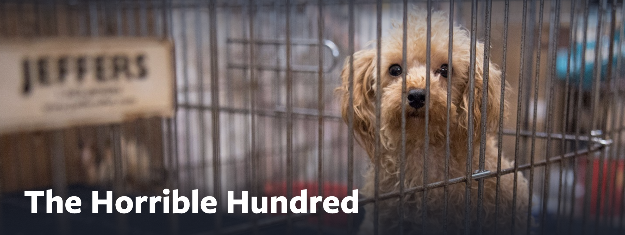 Ohio Ranks Second In Number Of Puppy Mills Identified In New Animal