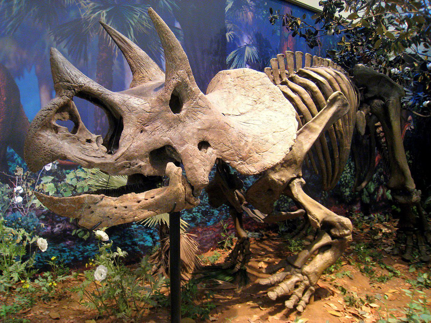 feathered triceratops