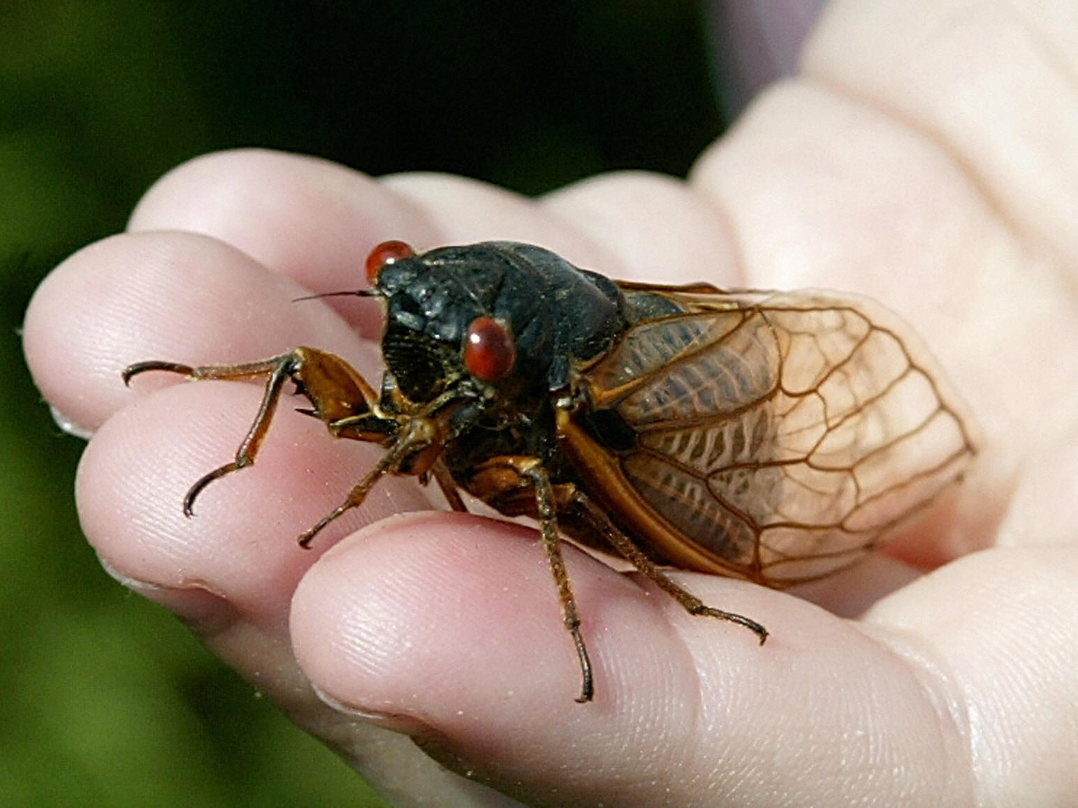 They're Back Millions Of Cicadas Expected To Emerge This Year West